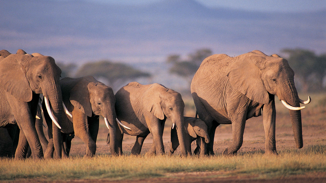 Trois Éléphants Sur le Terrain D'herbe Verte Pendant la Journée. Wallpaper in 1280x720 Resolution