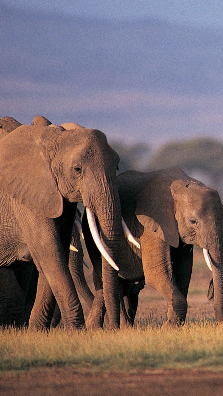 Trois Éléphants Sur le Terrain D'herbe Verte Pendant la Journée. Wallpaper in 720x1280 Resolution