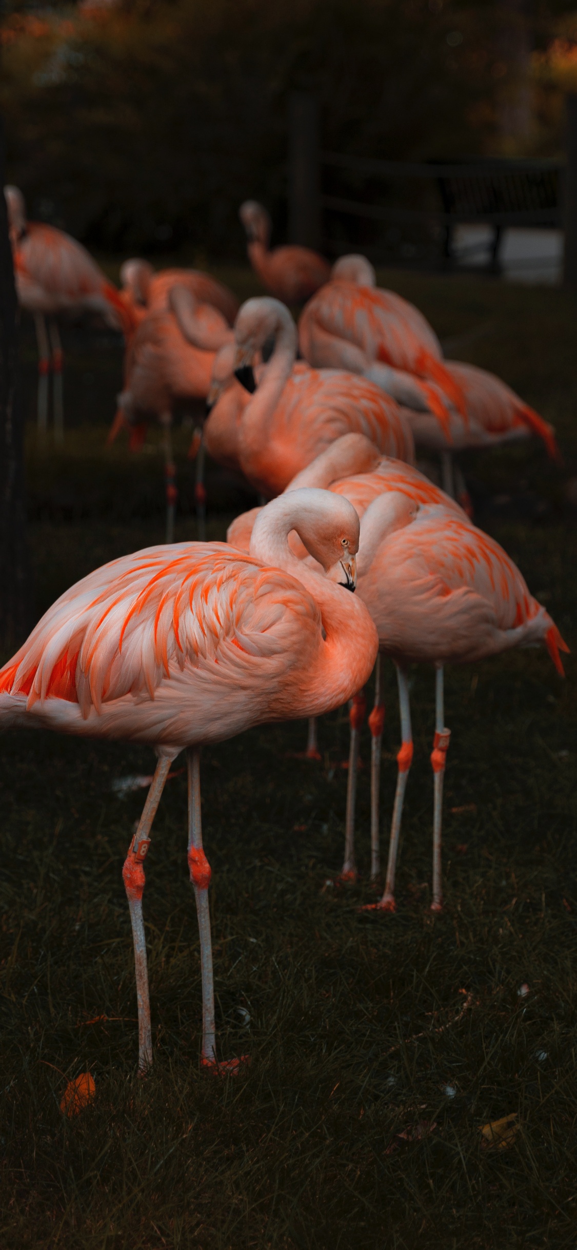 Rosa Flamingos Auf Grünem Gras Tagsüber. Wallpaper in 1125x2436 Resolution