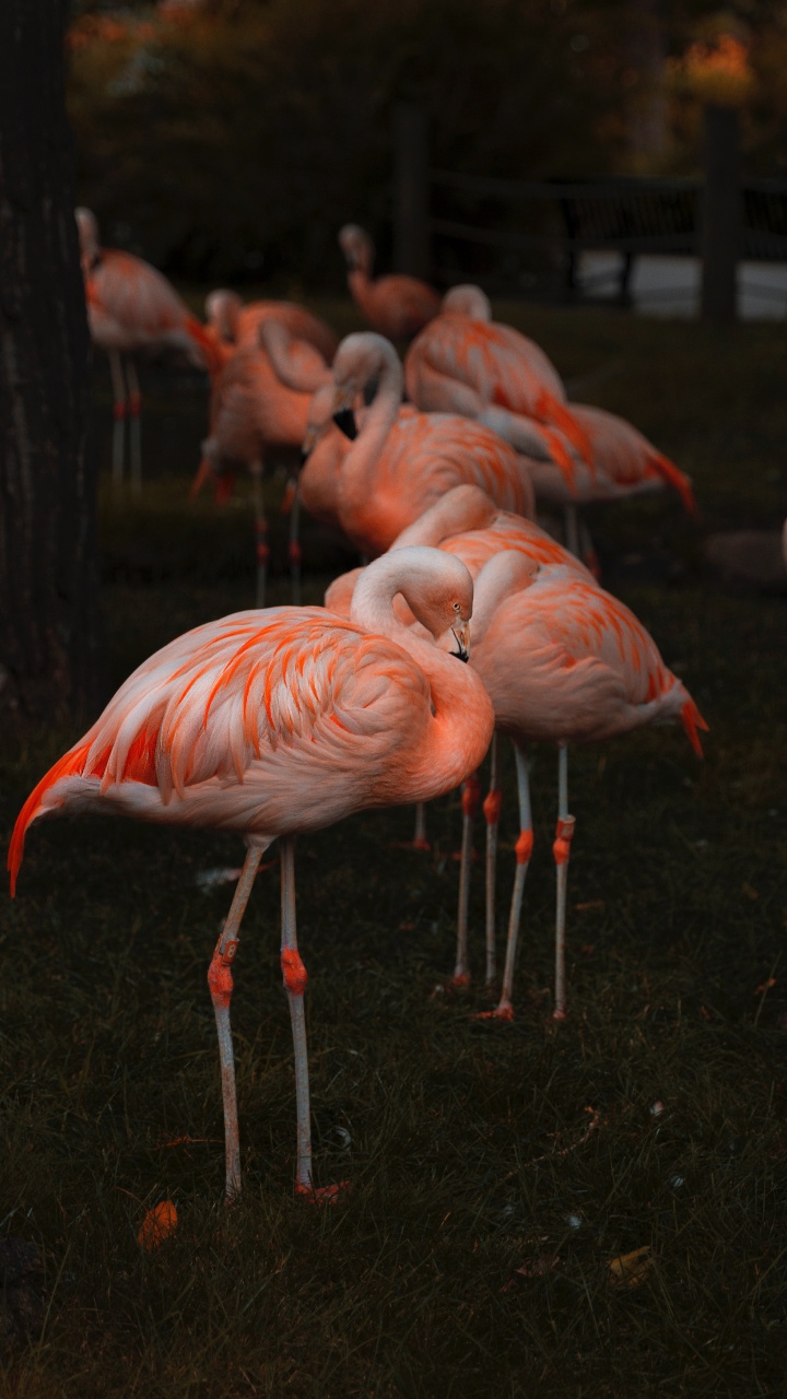 Rosa Flamingos Auf Grünem Gras Tagsüber. Wallpaper in 720x1280 Resolution