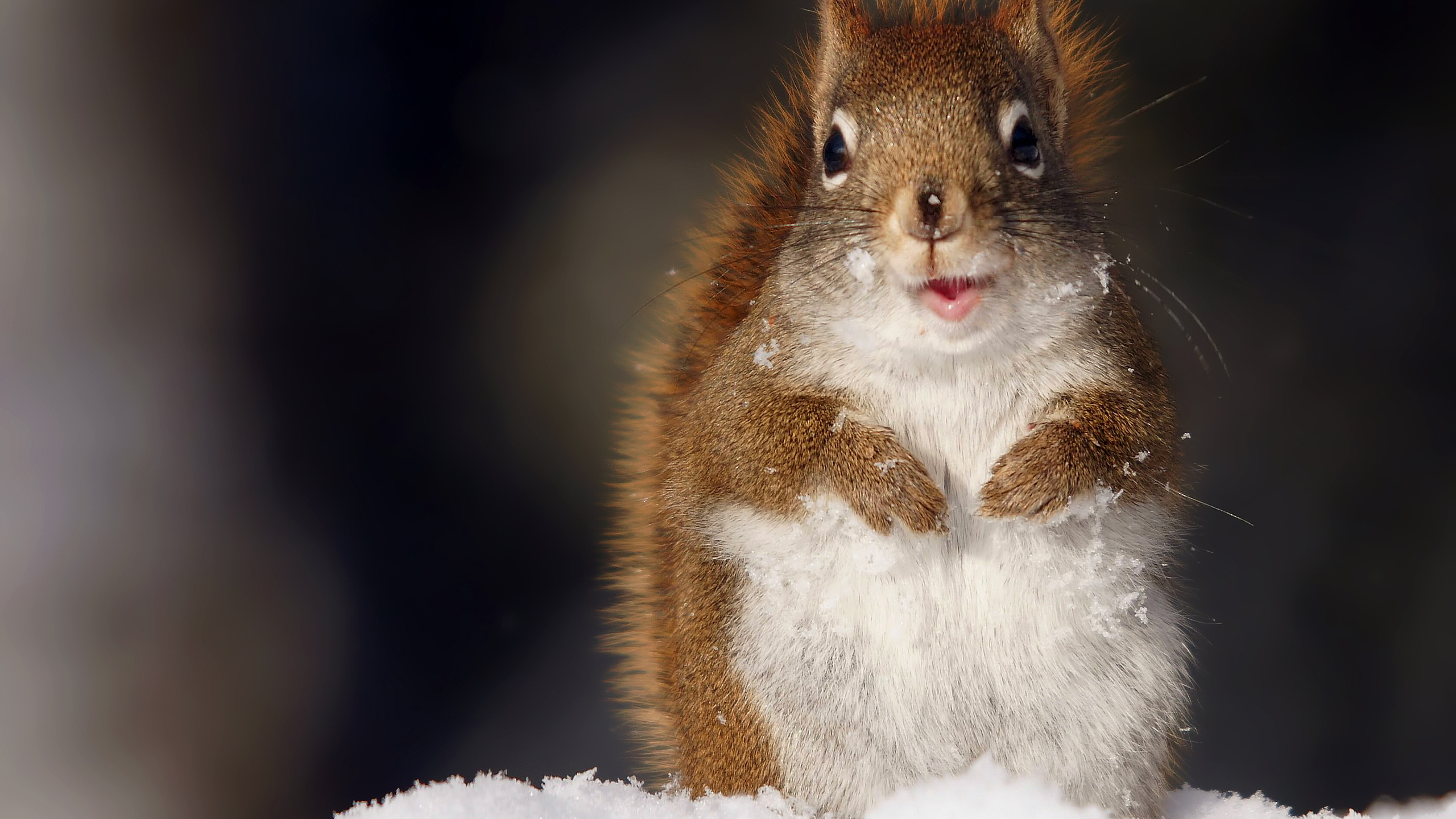 Nagetier, Red Squirrel, Graues Eichhörnchen, Backenbart, Kitz. Wallpaper in 2560x1440 Resolution