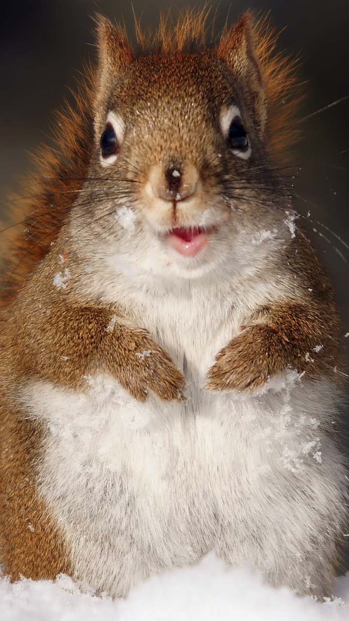 Nagetier, Red Squirrel, Graues Eichhörnchen, Backenbart, Kitz. Wallpaper in 720x1280 Resolution