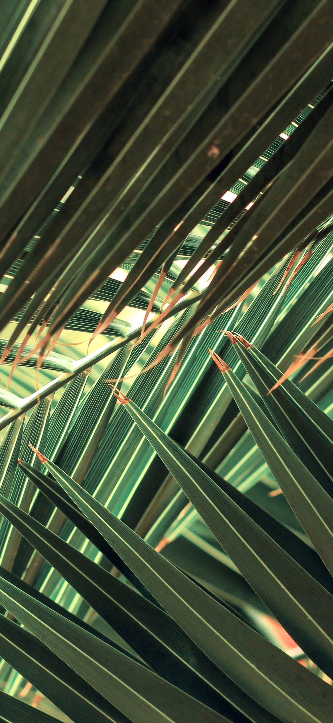 Nature, Feuille, Plante Terrestre, Evergreen, Métal. Wallpaper in 1125x2436 Resolution