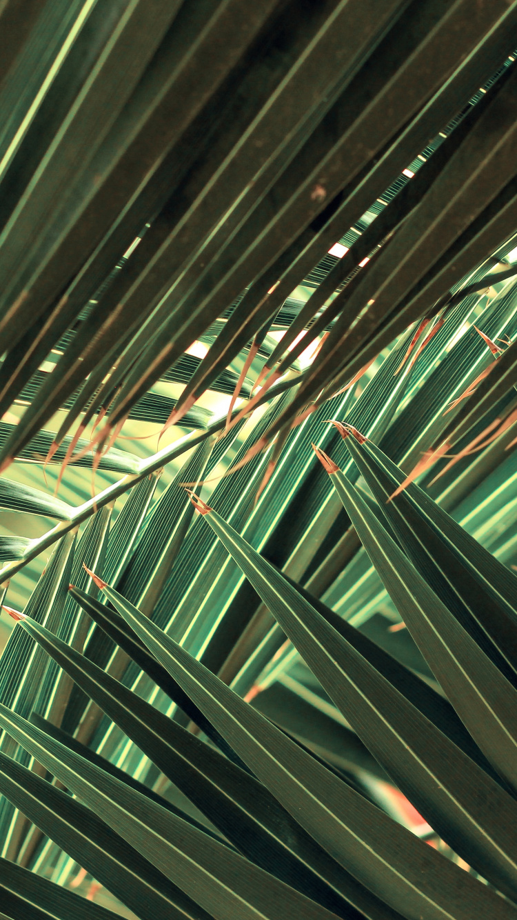 Palma, Naturaleza, Planta Terrestre, Evergreen, Patrón. Wallpaper in 750x1334 Resolution