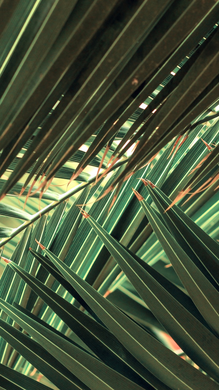 Palms, Natur, Blatt, Terrestrische Pflanzen, Baum. Wallpaper in 720x1280 Resolution