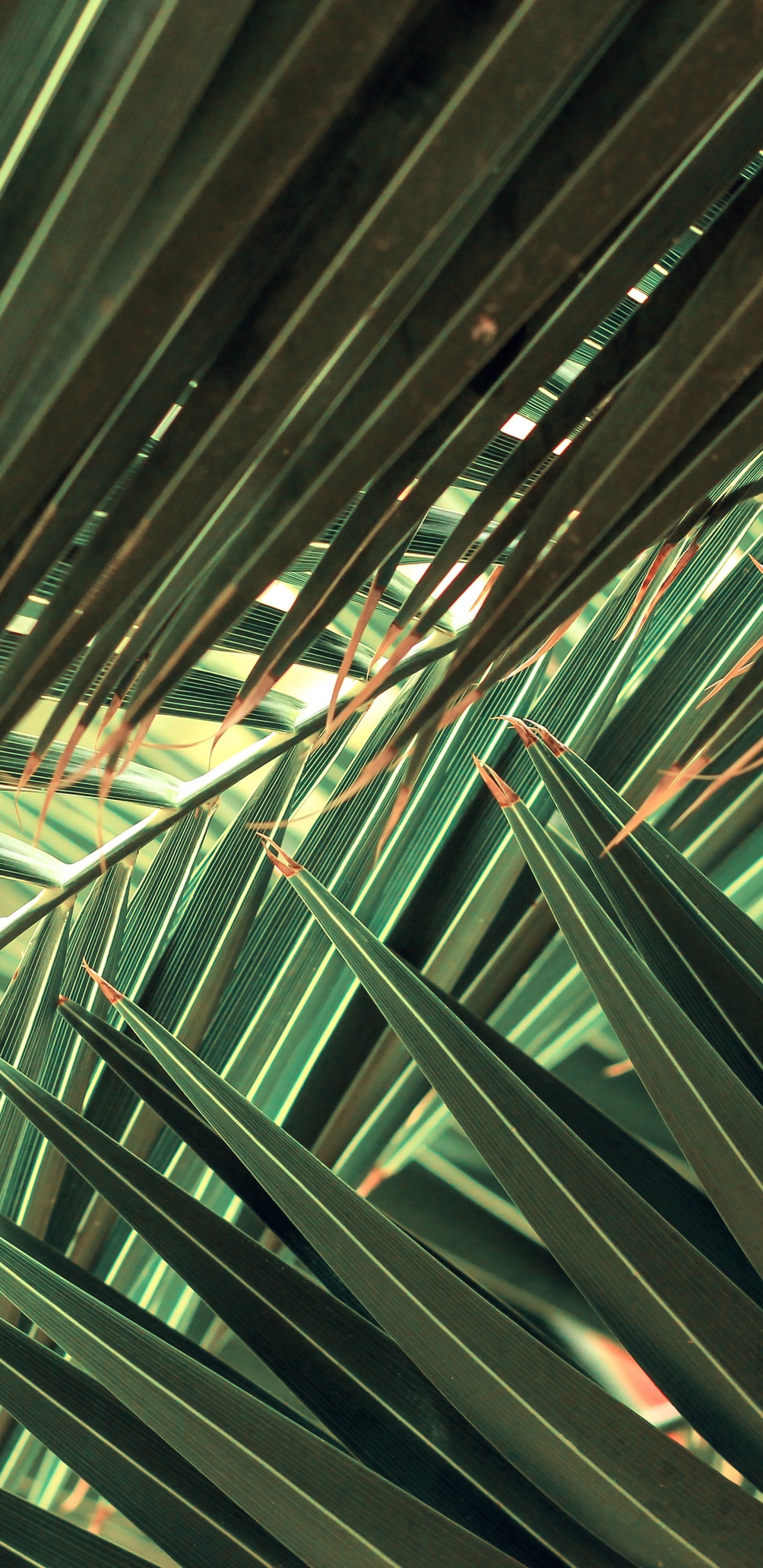 Palms, Nature, Plant, Leaf, Terrestrial Plant. Wallpaper in 1440x2960 Resolution