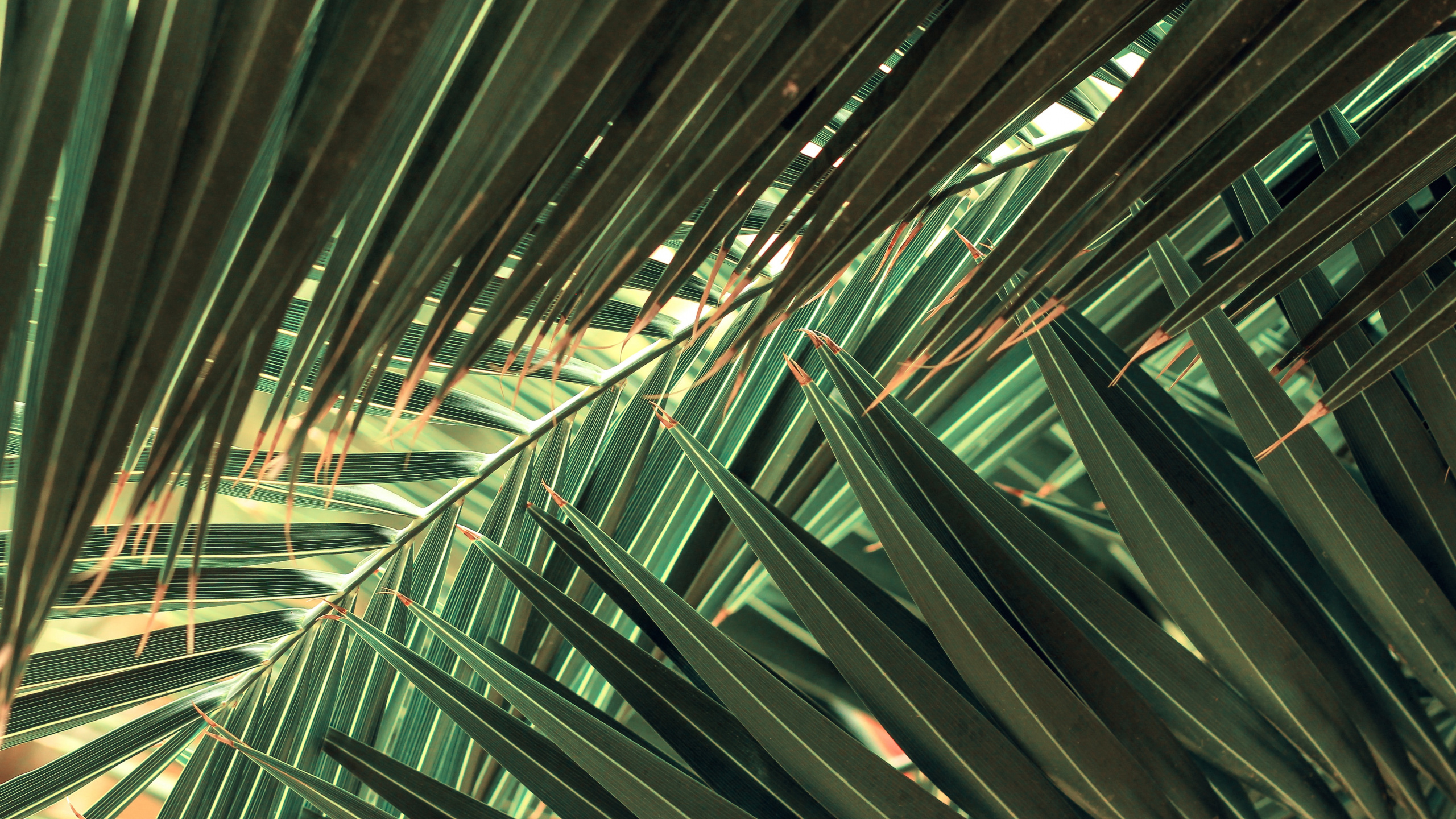 性质, 陆地上的植物, Evergreen, 草 壁纸 2560x1440 允许