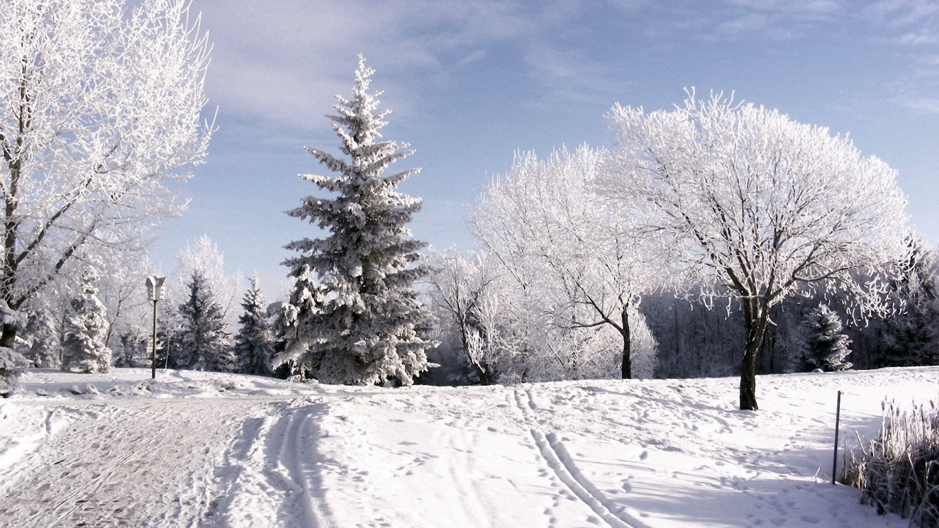 Arbres Couverts de Neige Sous Ciel Bleu Pendant la Journée. Wallpaper in 1366x768 Resolution