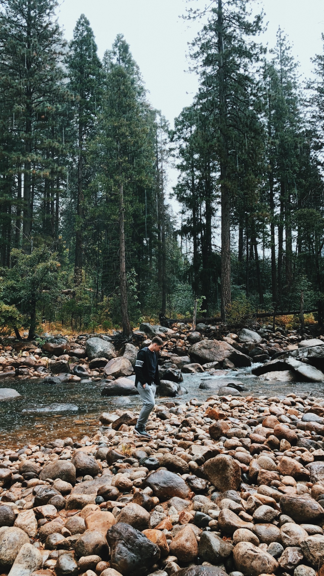 Wilderness, Water, Stream Bed, Biome, Old Growth Forest. Wallpaper in 1080x1920 Resolution