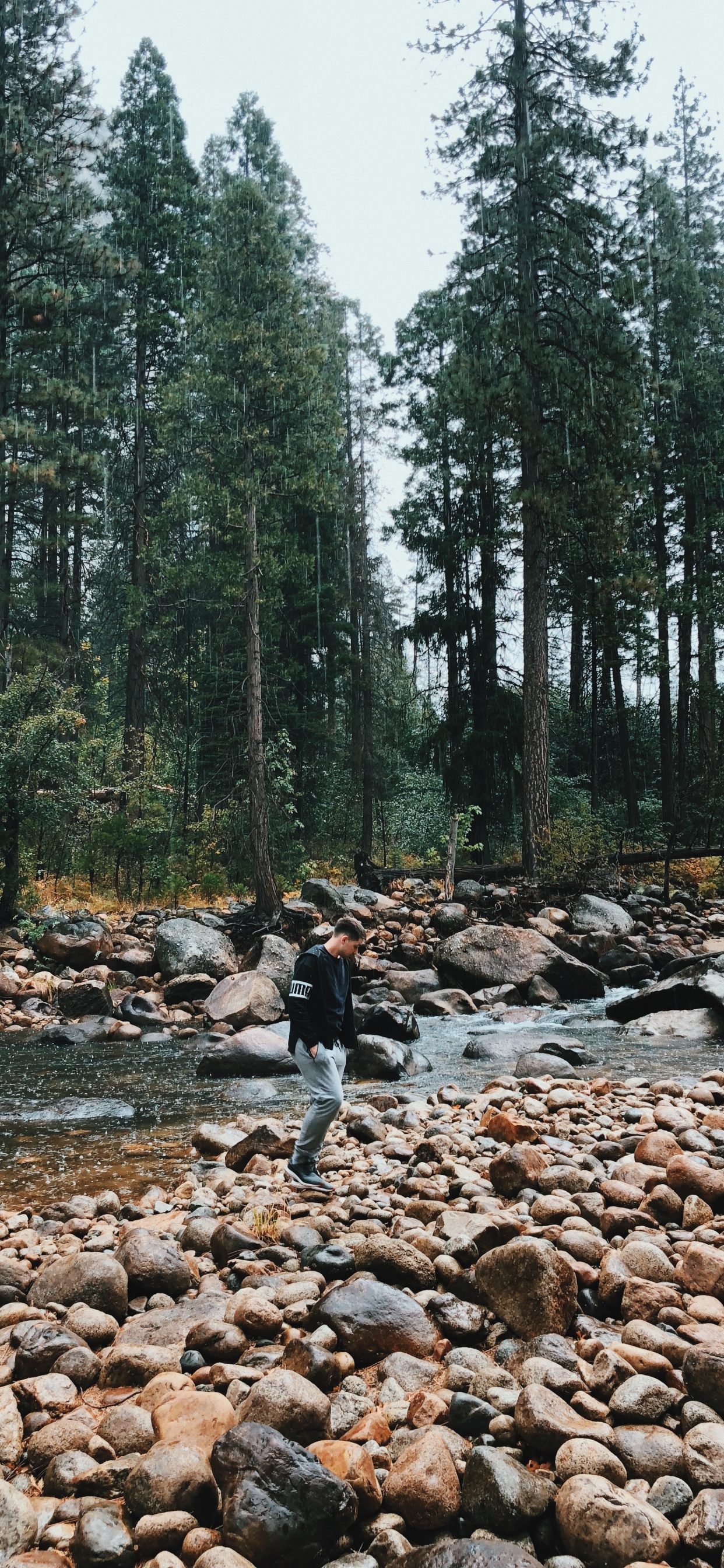 Wilderness, Water, Stream Bed, Biome, Old Growth Forest. Wallpaper in 1242x2688 Resolution
