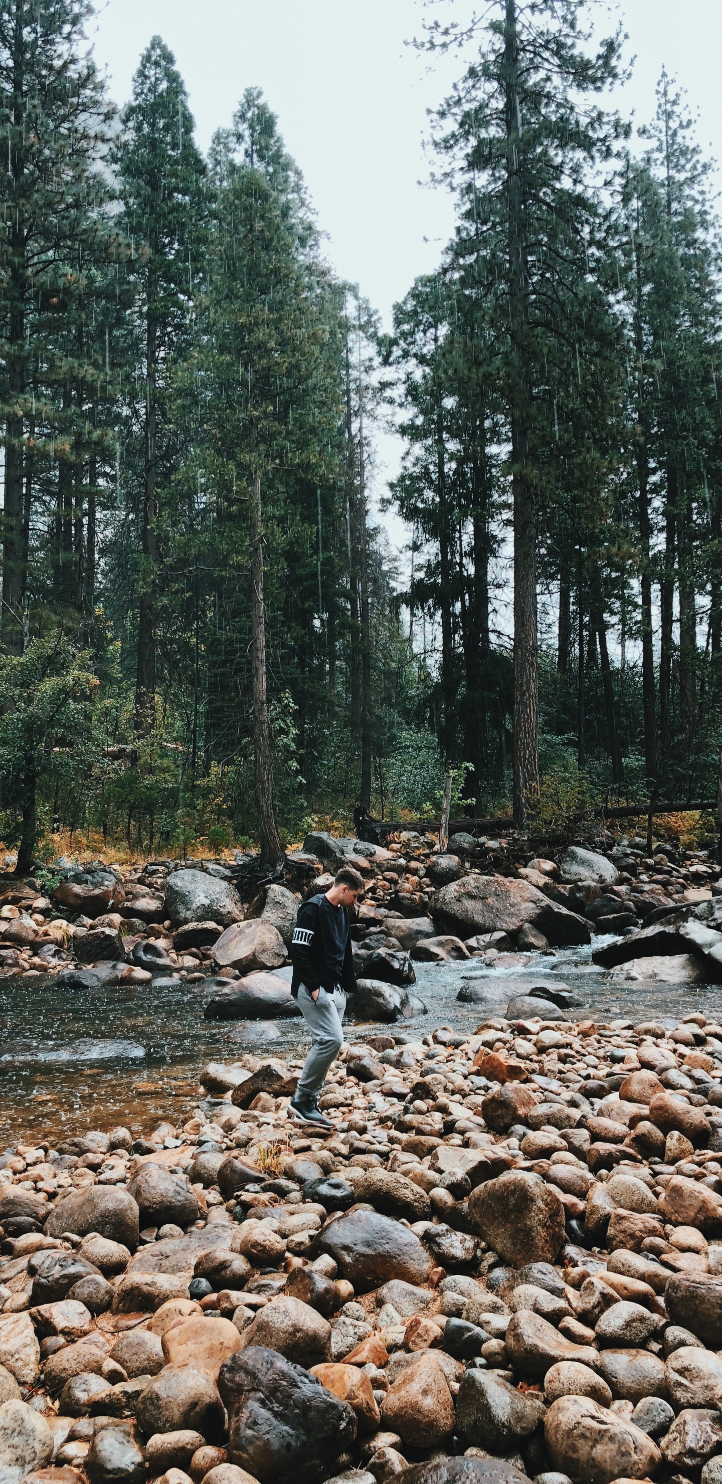 Wilderness, Water, Stream Bed, Biome, Old Growth Forest. Wallpaper in 1440x2960 Resolution