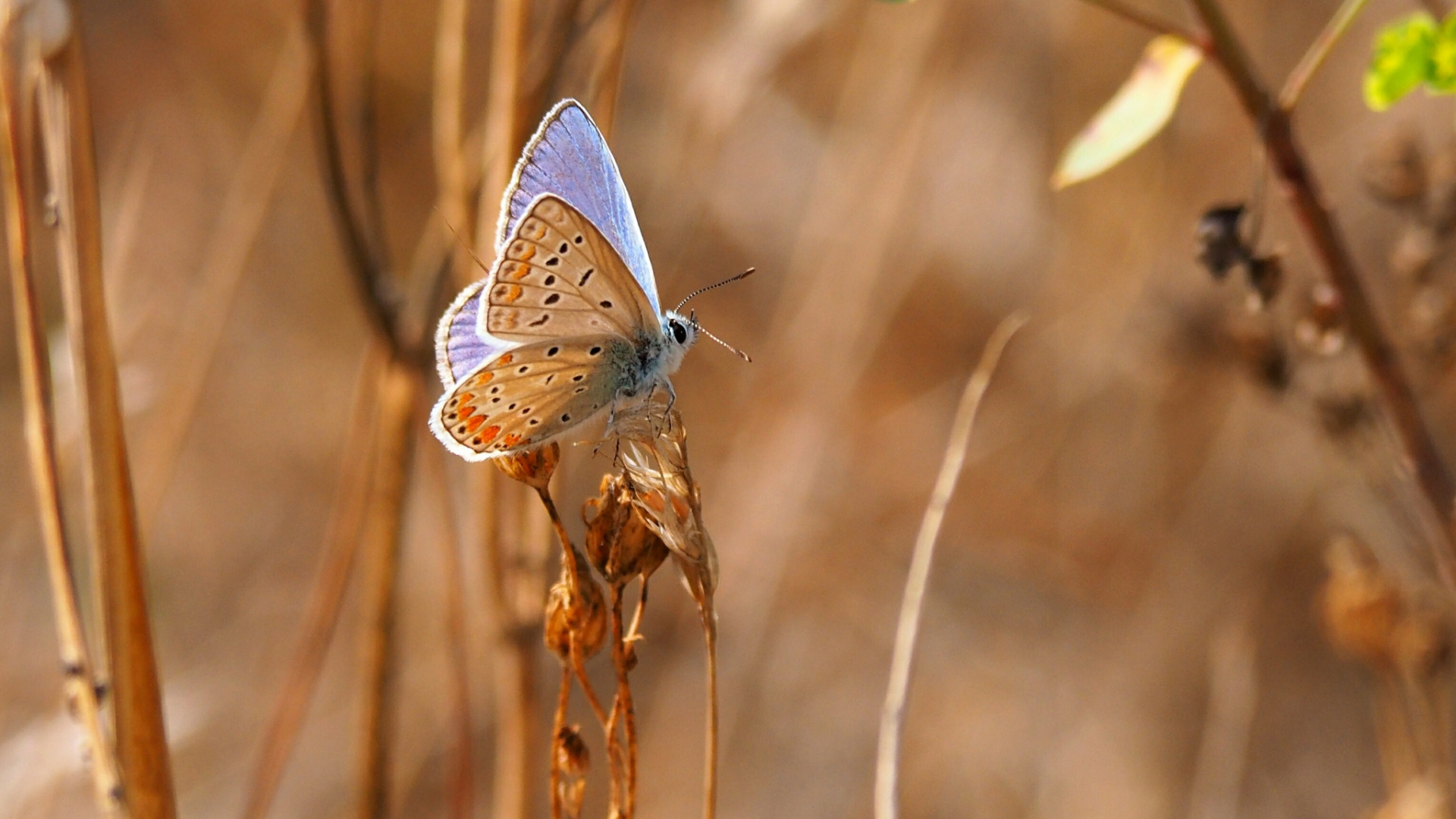 Mariposa Marrón y Blanco Posado Sobre el Tallo de la Planta Marrón en Fotografía de Cerca Durante el Día. Wallpaper in 1920x1080 Resolution