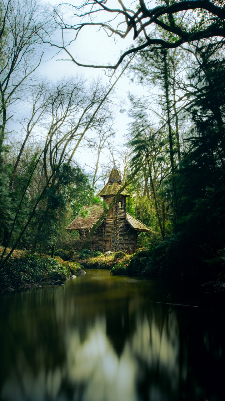 Forest, Nature, Tree, Natural Environment, Natural Landscape. Wallpaper in 720x1280 Resolution