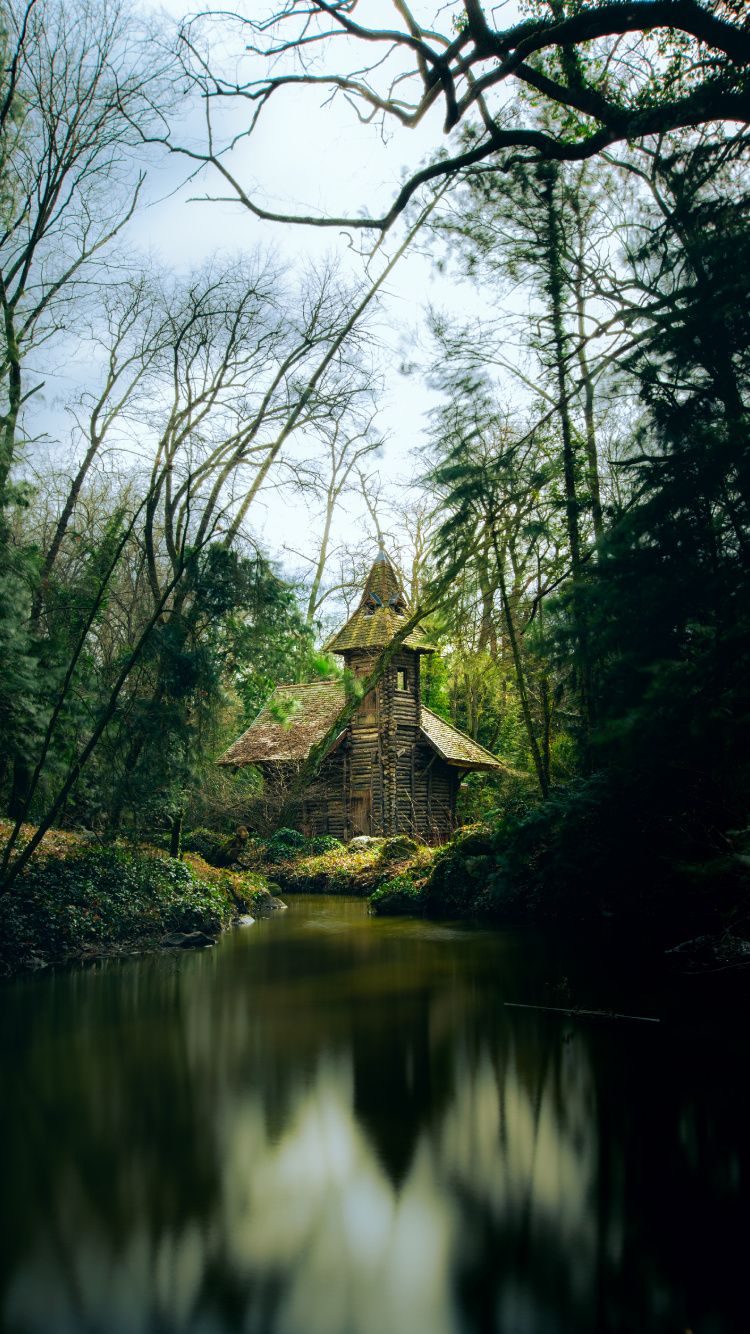 Forest, Nature, Tree, Natural Environment, Natural Landscape. Wallpaper in 750x1334 Resolution