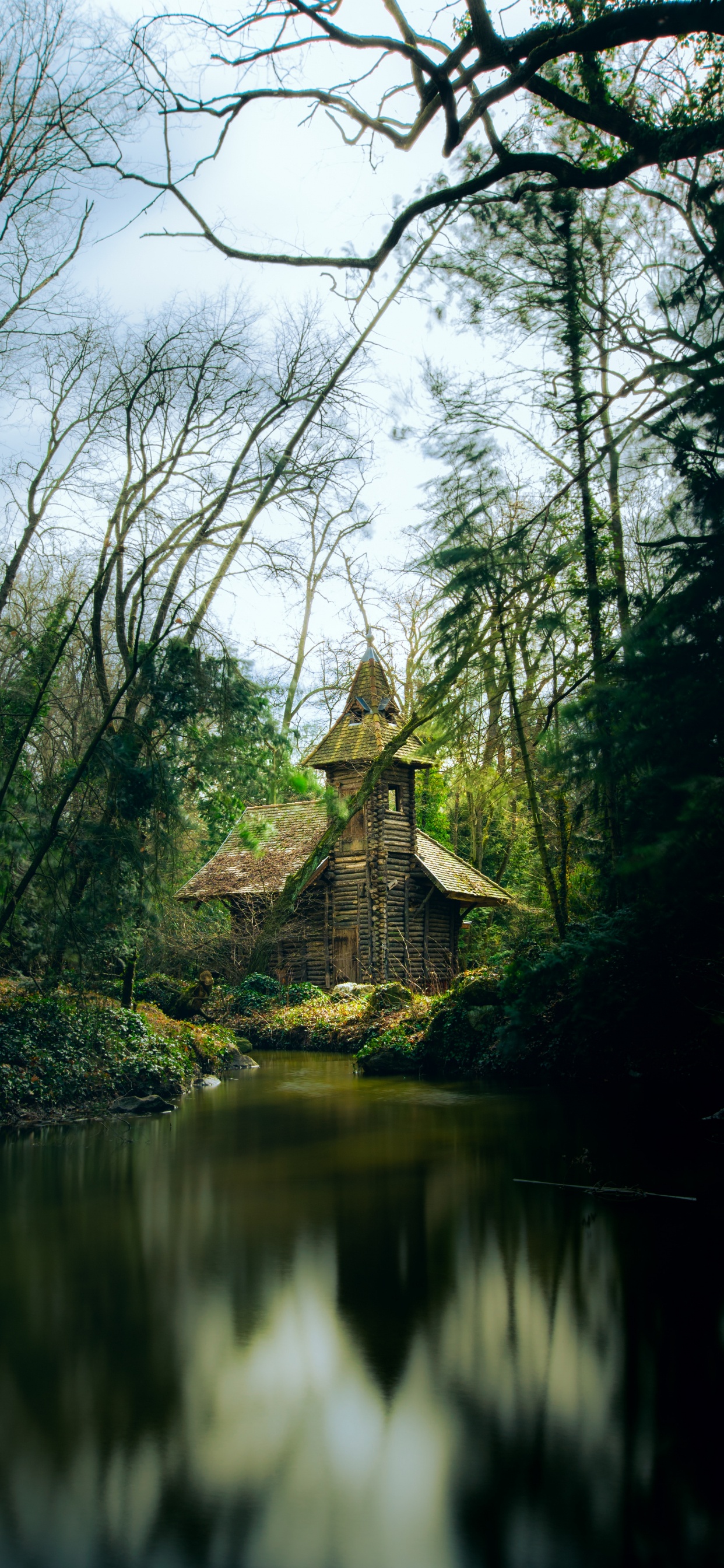 Wald, Natur, Baum, Natürlichen Umgebung, Naturlandschaft. Wallpaper in 1242x2688 Resolution