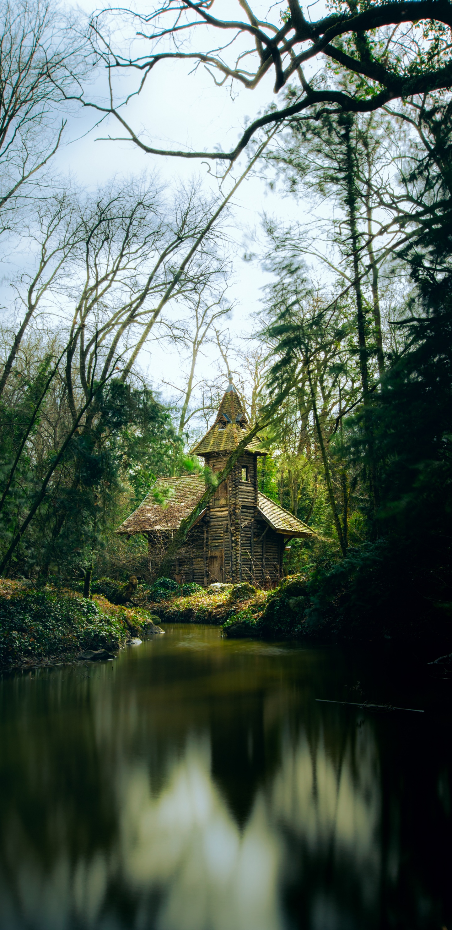 Wald, Natur, Baum, Natürlichen Umgebung, Naturlandschaft. Wallpaper in 1440x2960 Resolution