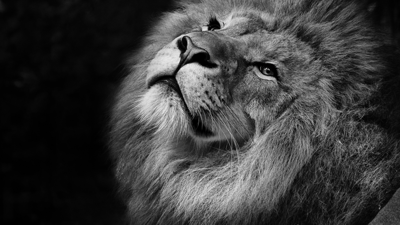 Photo en Niveaux de Gris D'une Tête de Lion. Wallpaper in 1280x720 Resolution