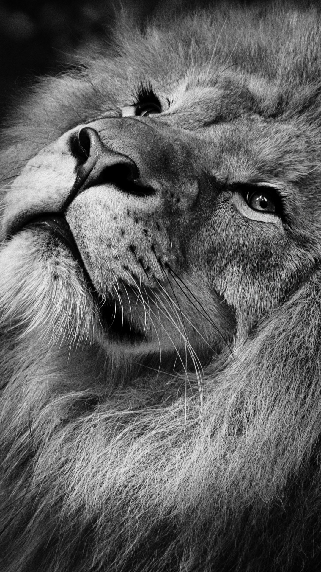 Grayscale Photo of Lion Head. Wallpaper in 1080x1920 Resolution