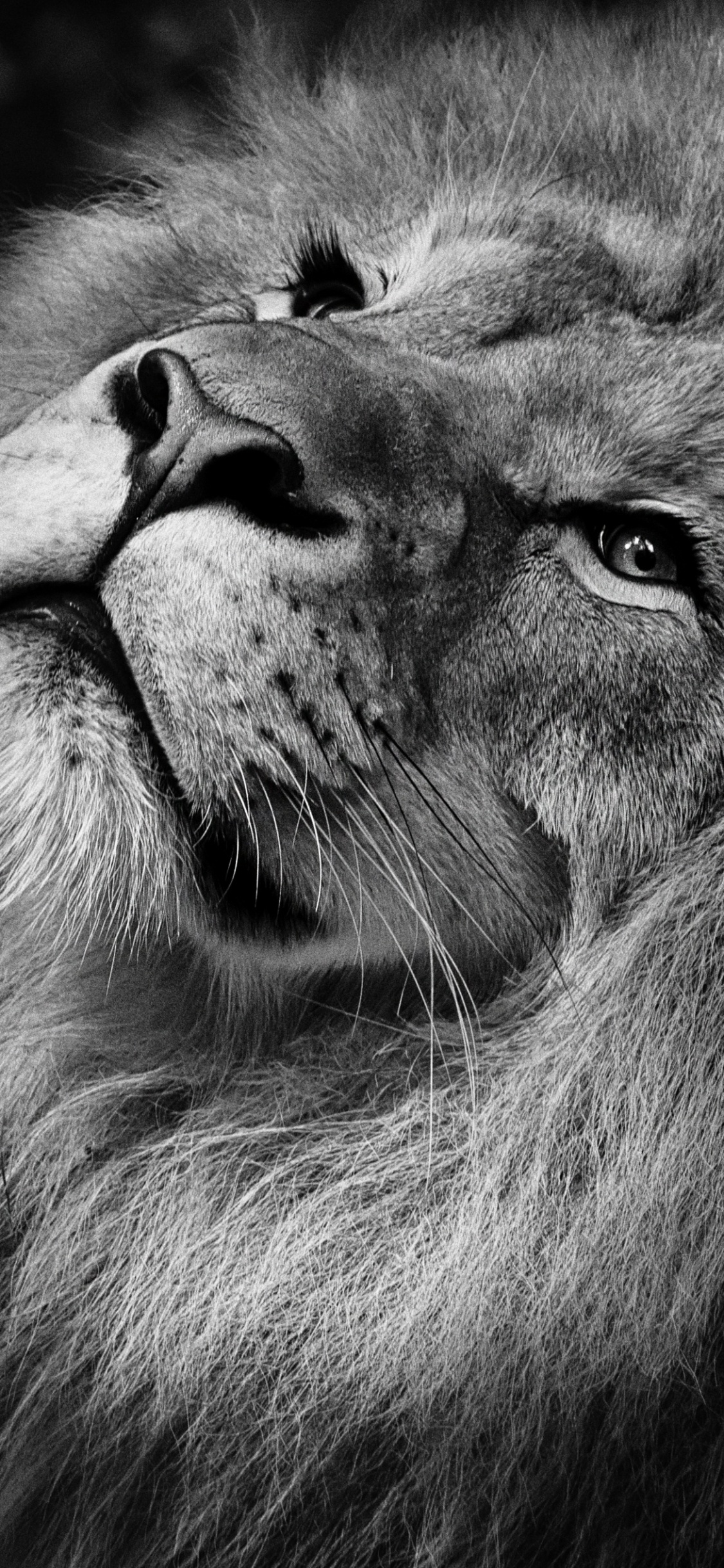 Grayscale Photo of Lion Head. Wallpaper in 1125x2436 Resolution