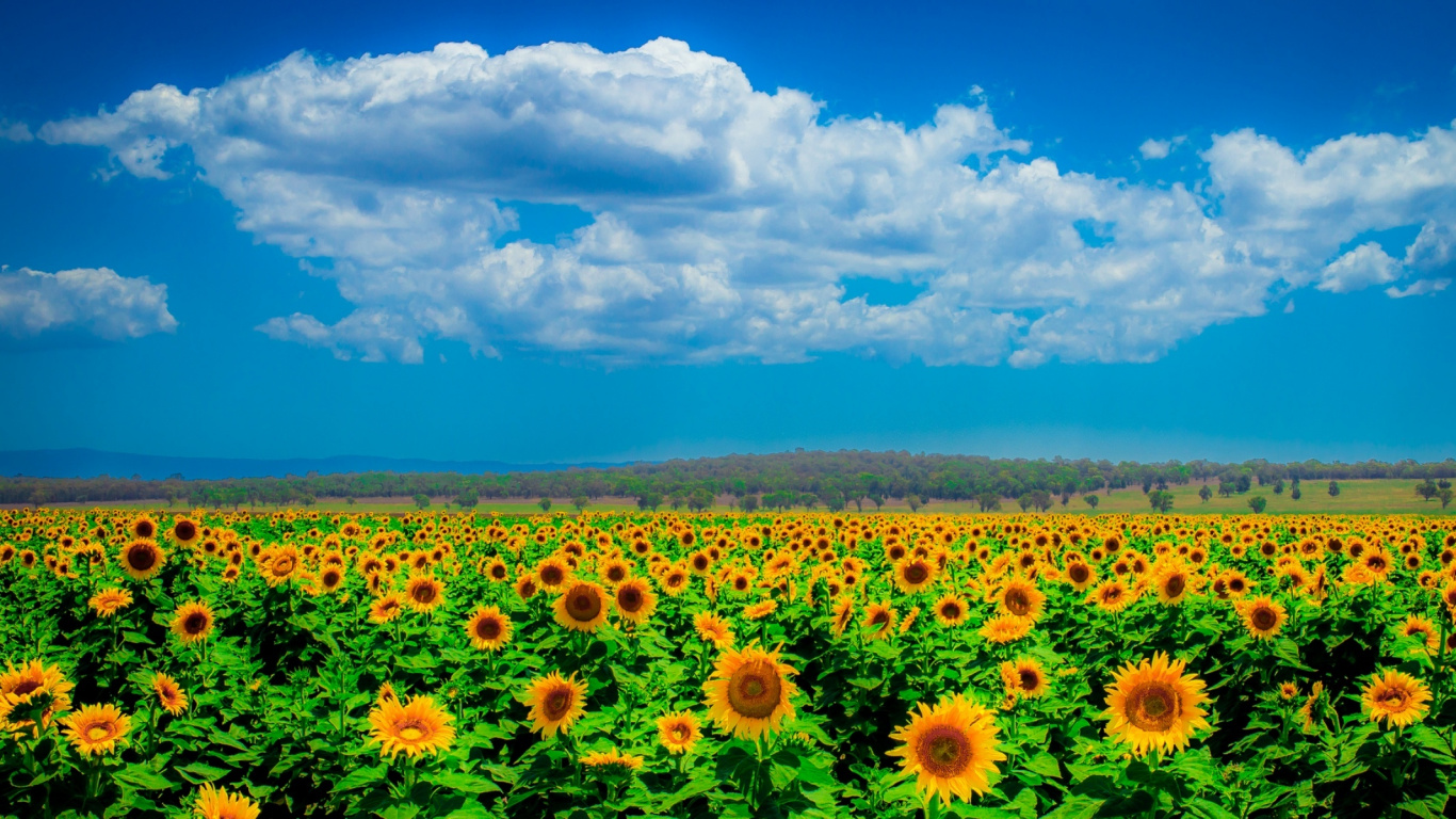 Sonnenblumenfeld Unter Blauem Himmel Tagsüber. Wallpaper in 1366x768 Resolution