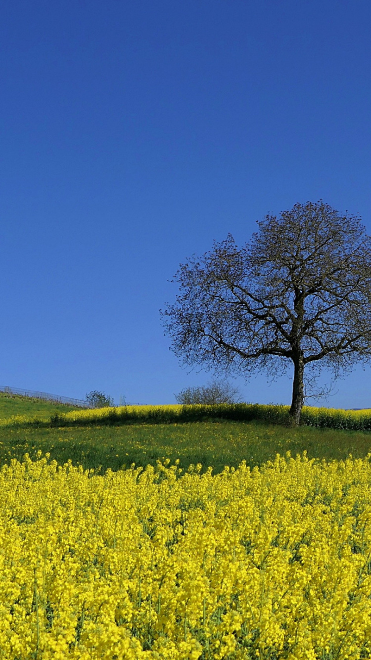 Les Gens Dans la Nature, Paysage Naturel, Agriculture, Plantes Ligneuses, Plaine. Wallpaper in 750x1334 Resolution