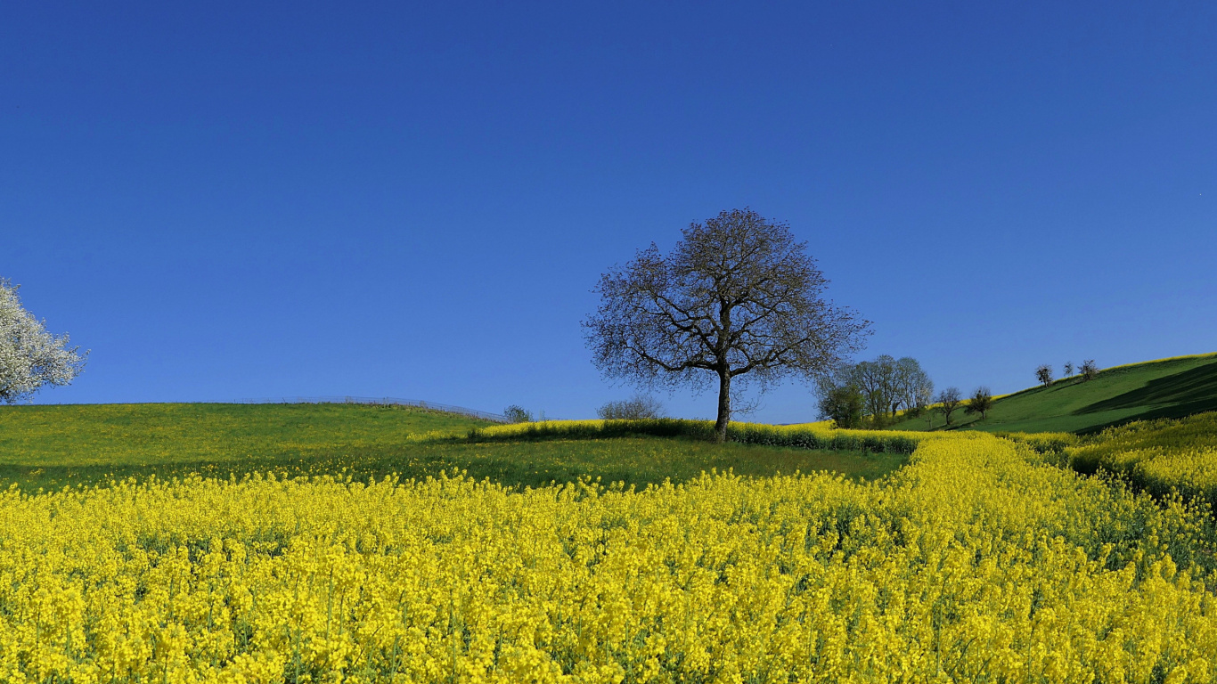 Menschen in Der Natur, Naturlandschaft, Baum, Landwirtschaft, Gras. Wallpaper in 1366x768 Resolution