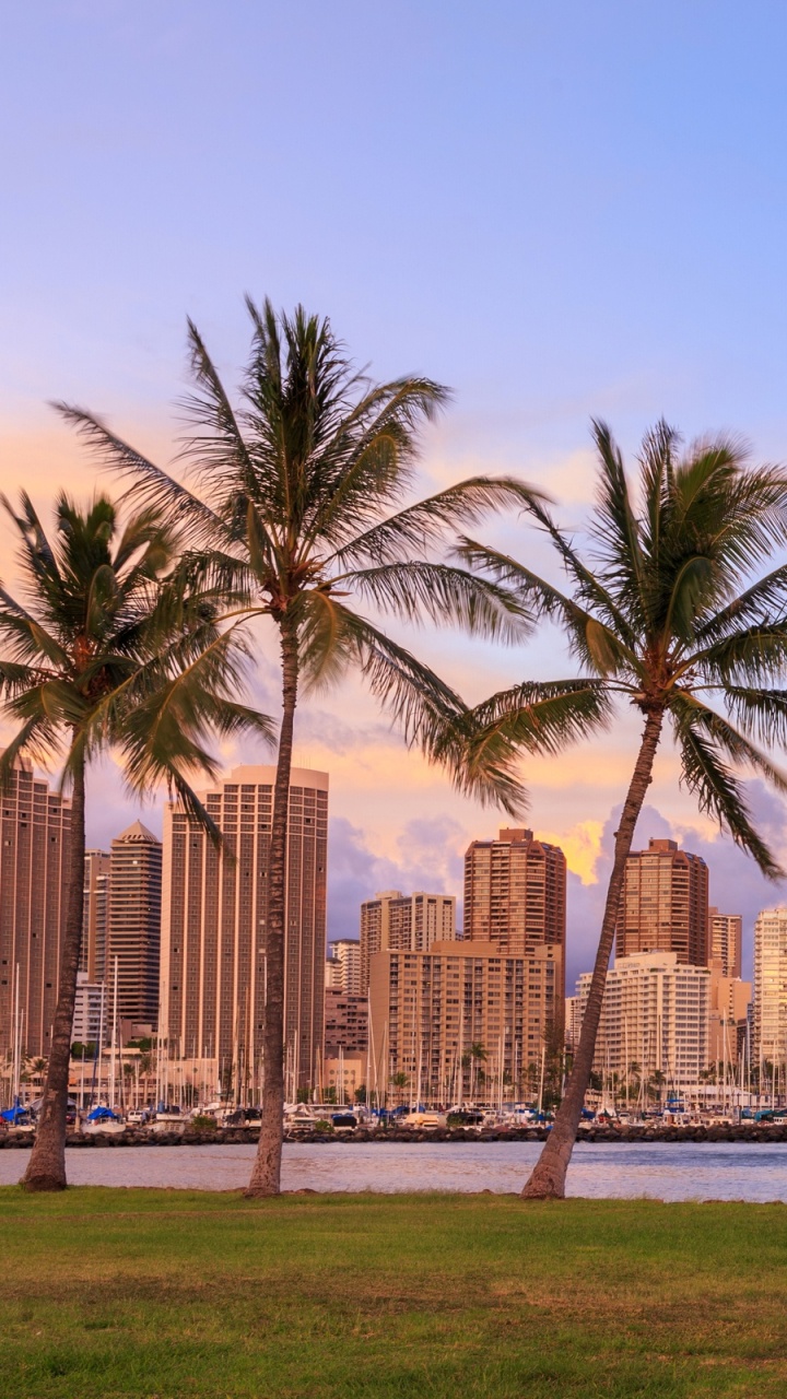 Green Palm Trees Near City Buildings During Daytime. Wallpaper in 720x1280 Resolution