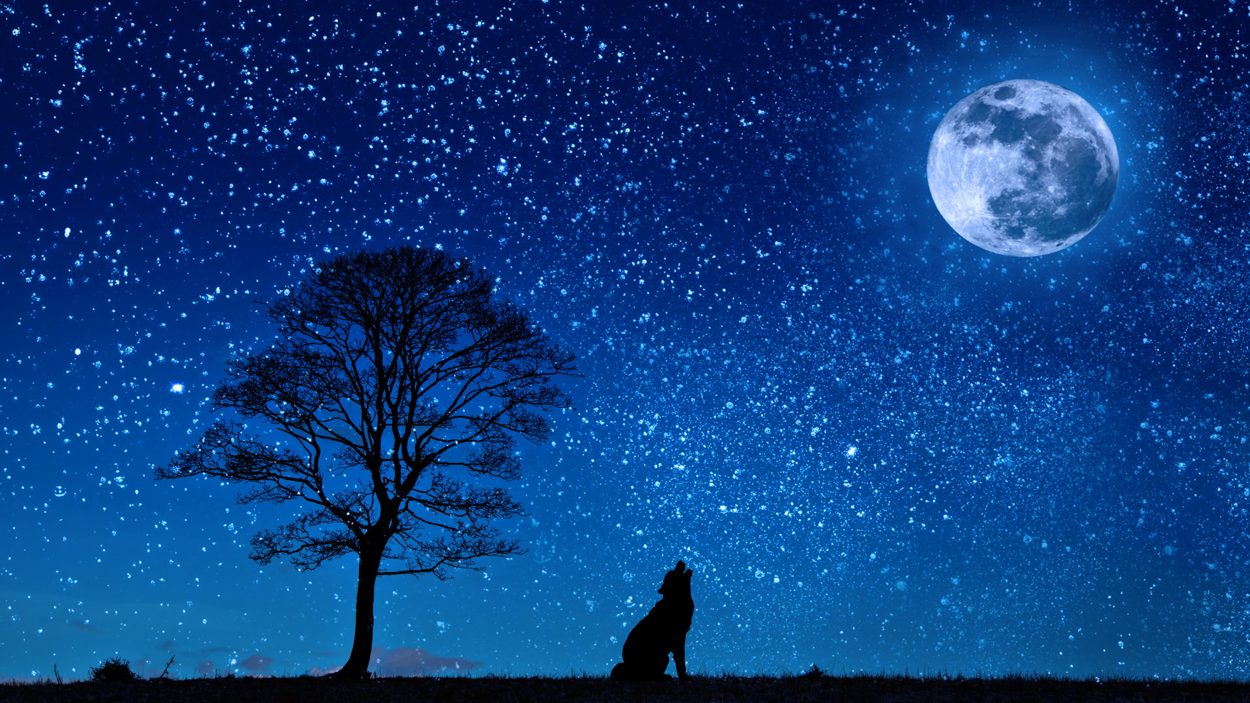 Silhouette Eines Mannes, Der Nachts in Der Nähe Eines Kahlen Baumes Unter Blauem Himmel Steht. Wallpaper in 2560x1440 Resolution