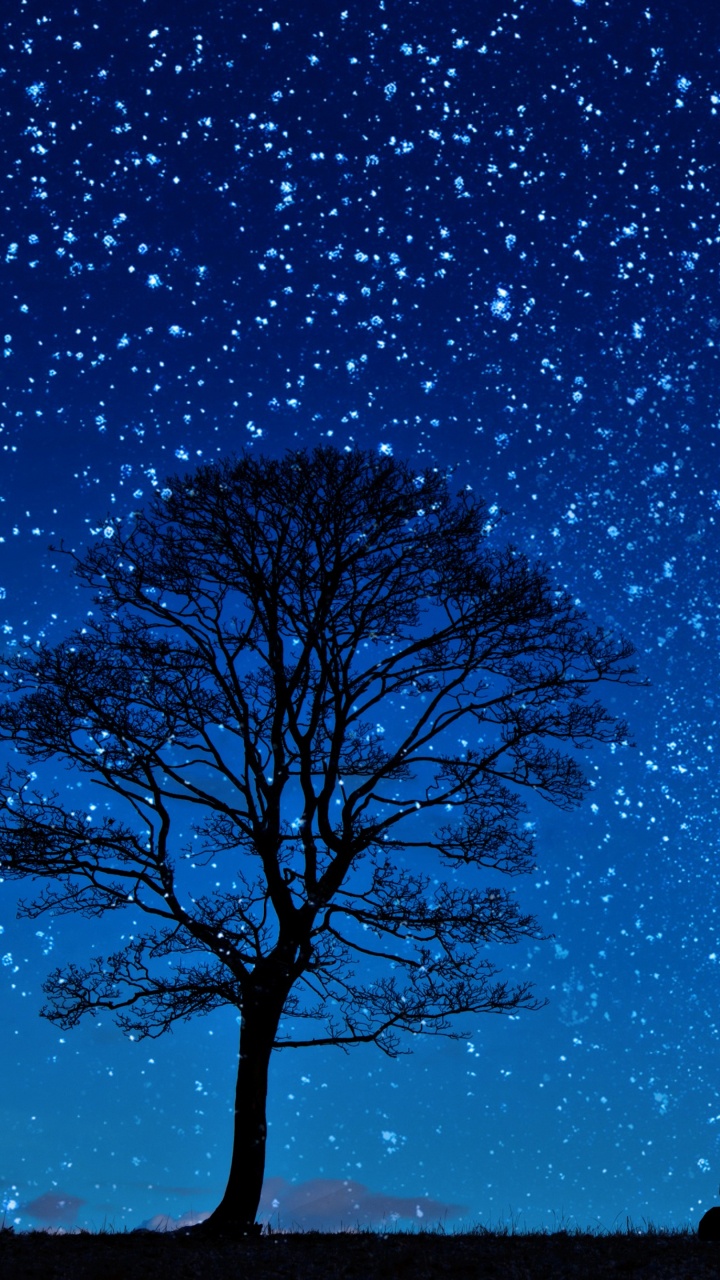 Silhouette of Man Standing Near Bare Tree Under Blue Sky During Night Time. Wallpaper in 720x1280 Resolution