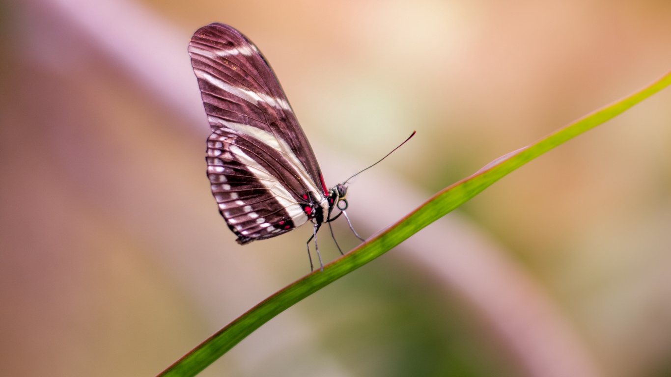 Papillon Noir et Blanc Perché Sur Une Tige de Plante Verte en Photographie Rapprochée Pendant la Journée. Wallpaper in 1366x768 Resolution