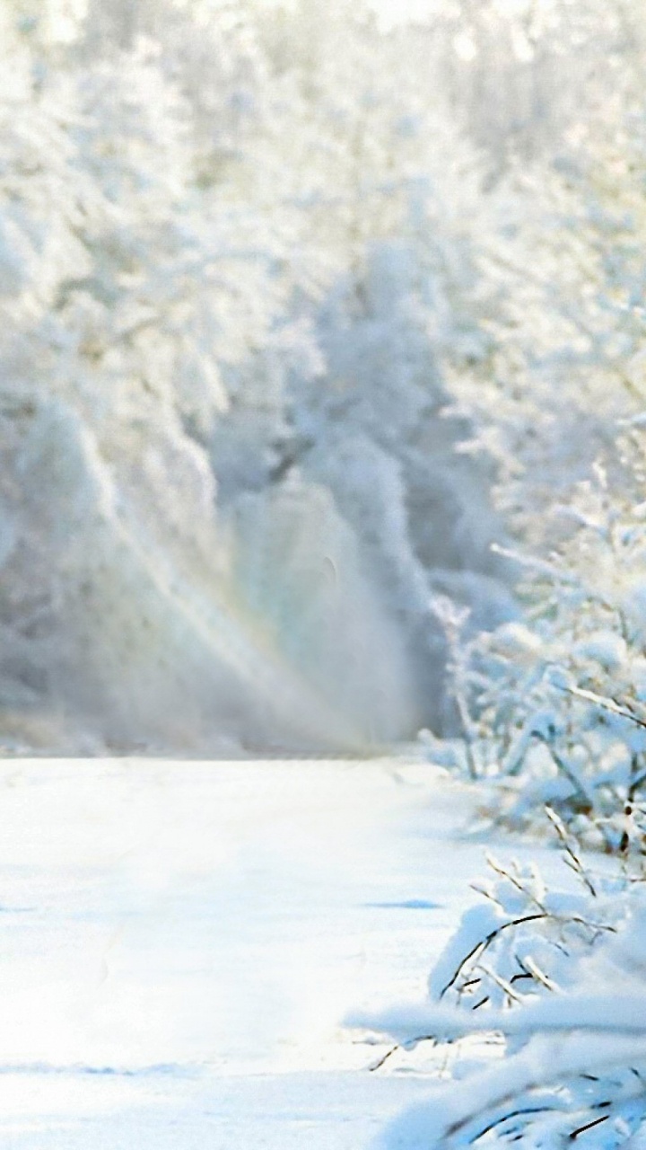 Árboles Cubiertos de Nieve Durante el Día. Wallpaper in 720x1280 Resolution