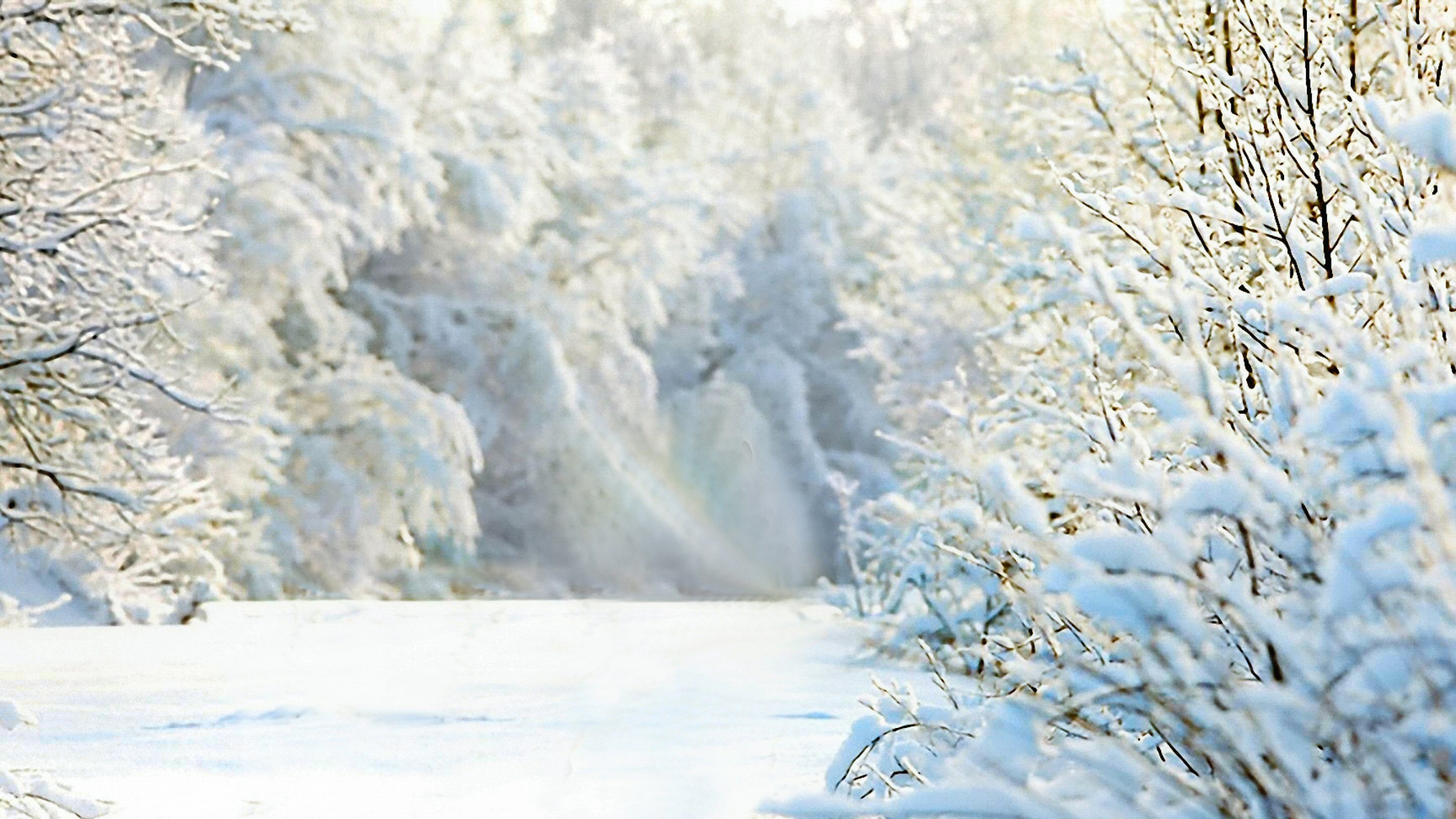 冬天, 冻结, 早上, 独角兽, 马 壁纸 2560x1440 允许