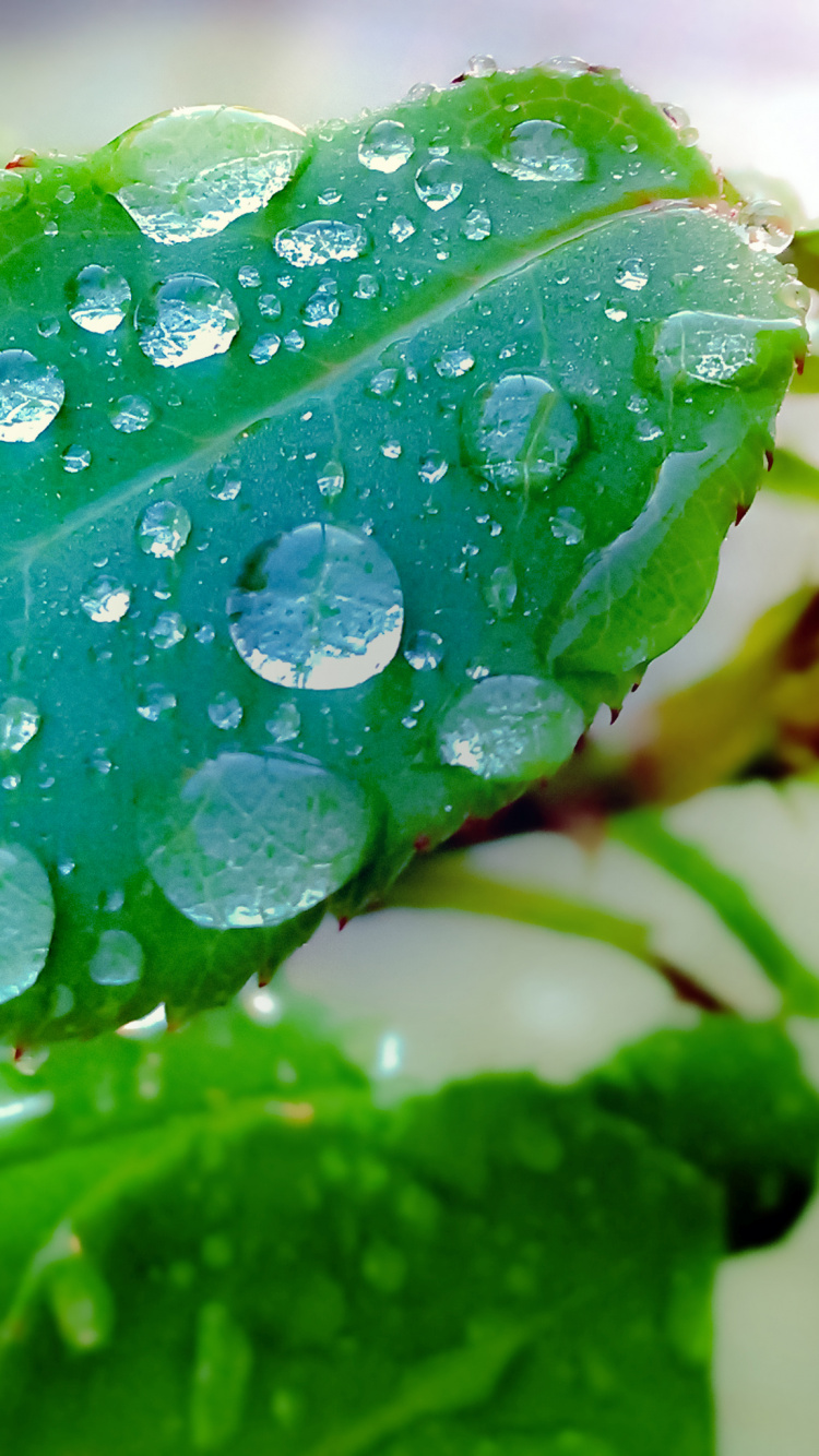 Feuille, Jolla, Eau, Liquid, Botanique. Wallpaper in 750x1334 Resolution