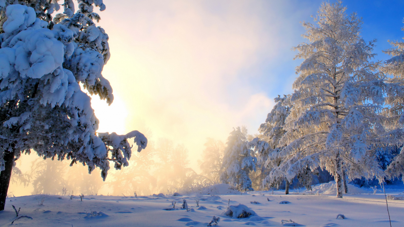 Arbres Couverts de Neige Pendant la Journée. Wallpaper in 1366x768 Resolution