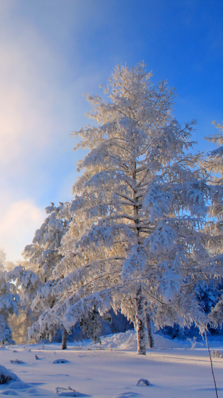 Snow Covered Trees During Daytime. Wallpaper in 750x1334 Resolution