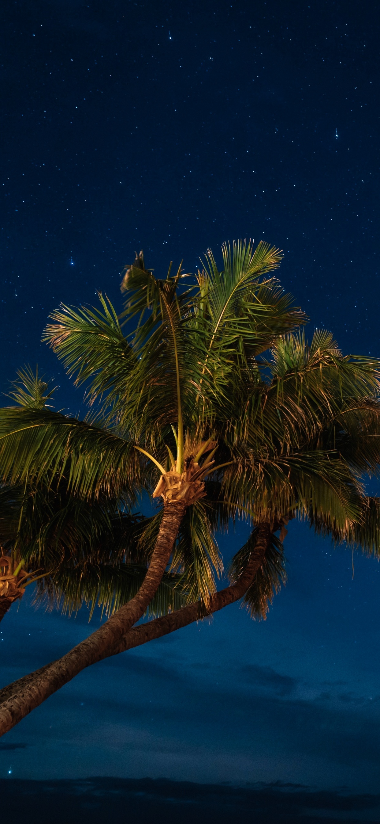 Palmera Verde Bajo un Cielo Azul Durante la Noche. Wallpaper in 1242x2688 Resolution