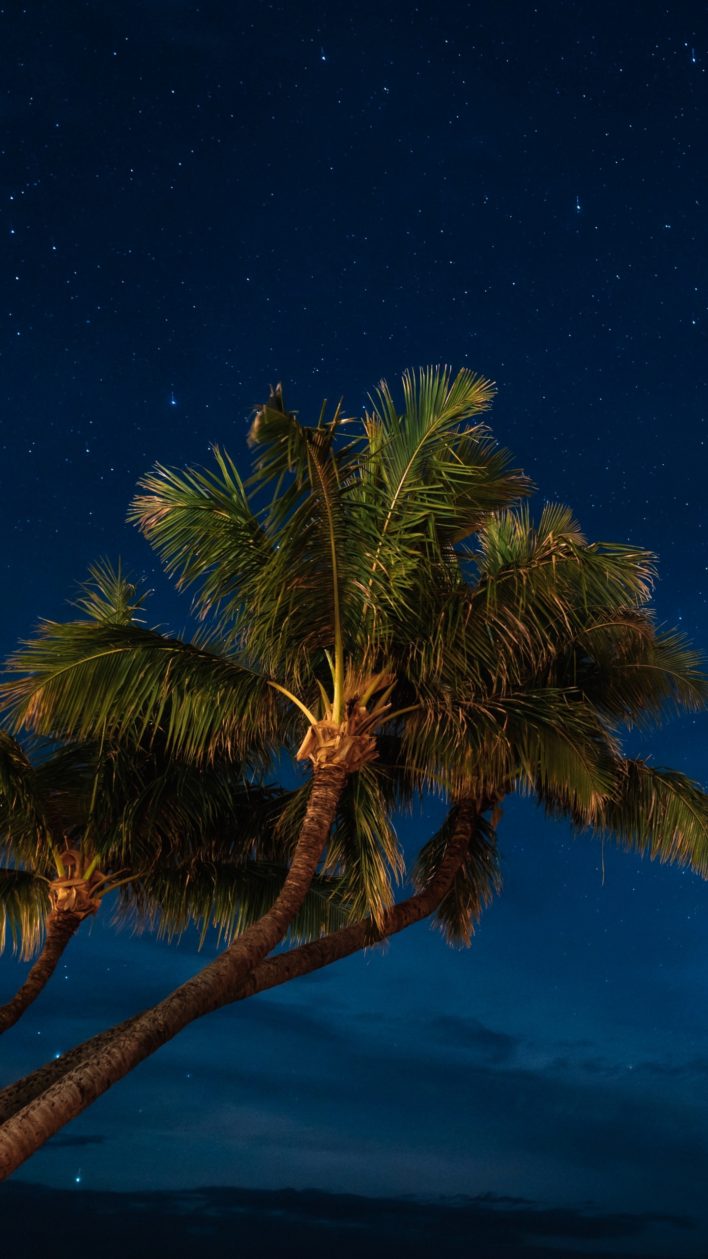 Green Palm Tree Under Blue Sky During Night Time. Wallpaper in 1440x2560 Resolution