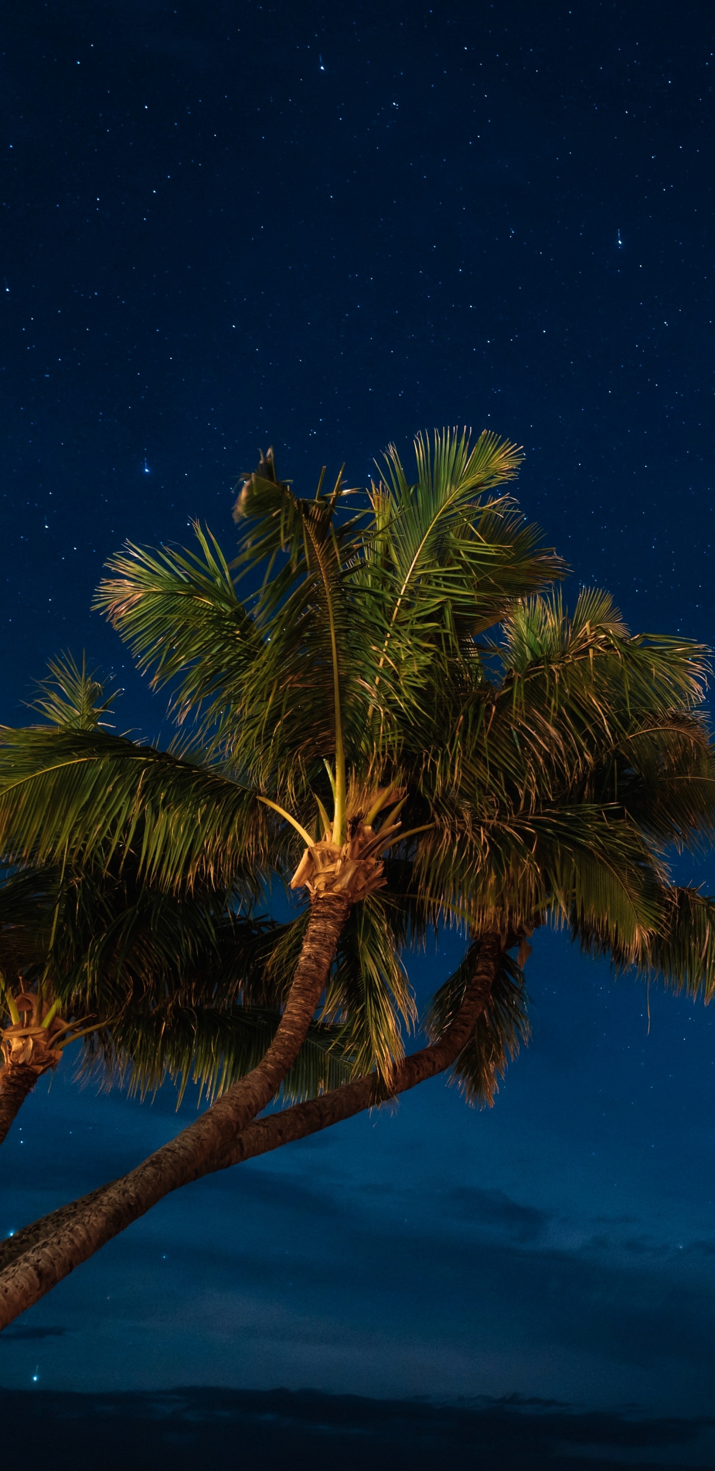 Green Palm Tree Under Blue Sky During Night Time. Wallpaper in 1440x2960 Resolution