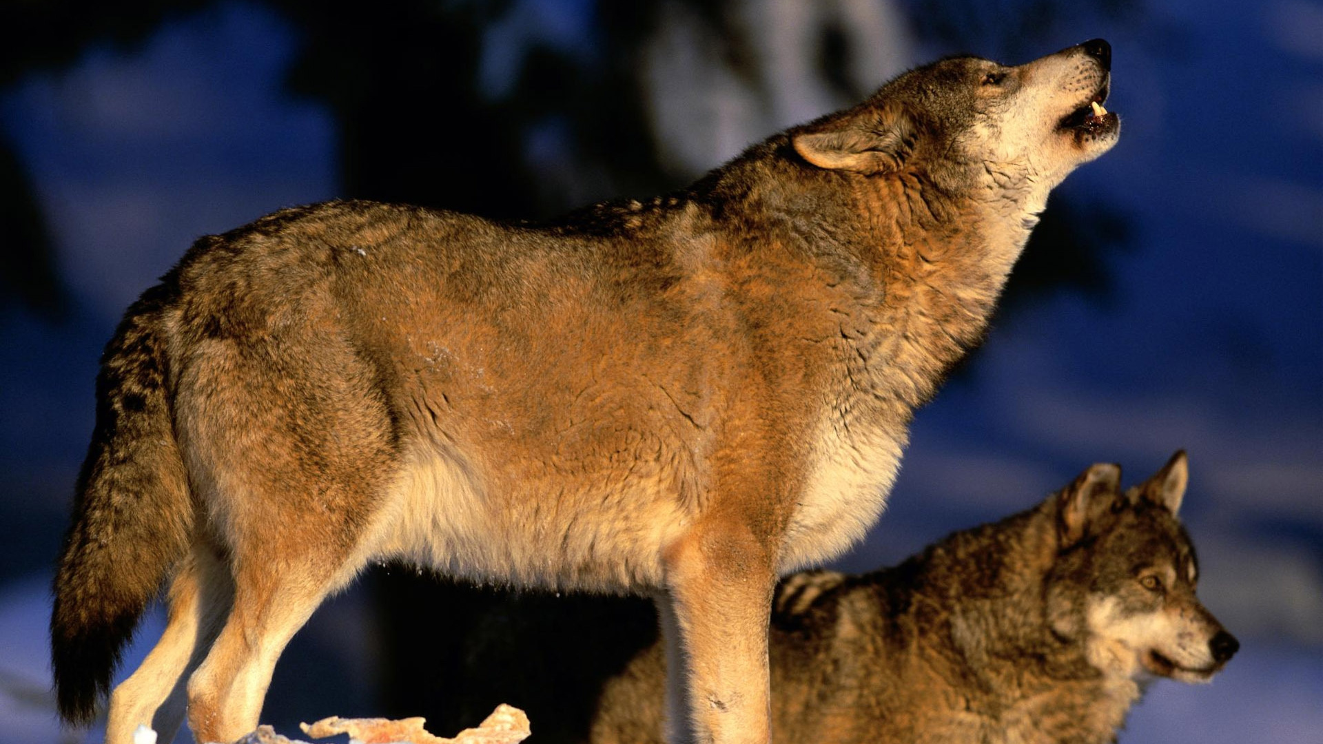 Brauner Wolf Auf Braunem Felsen. Wallpaper in 1920x1080 Resolution