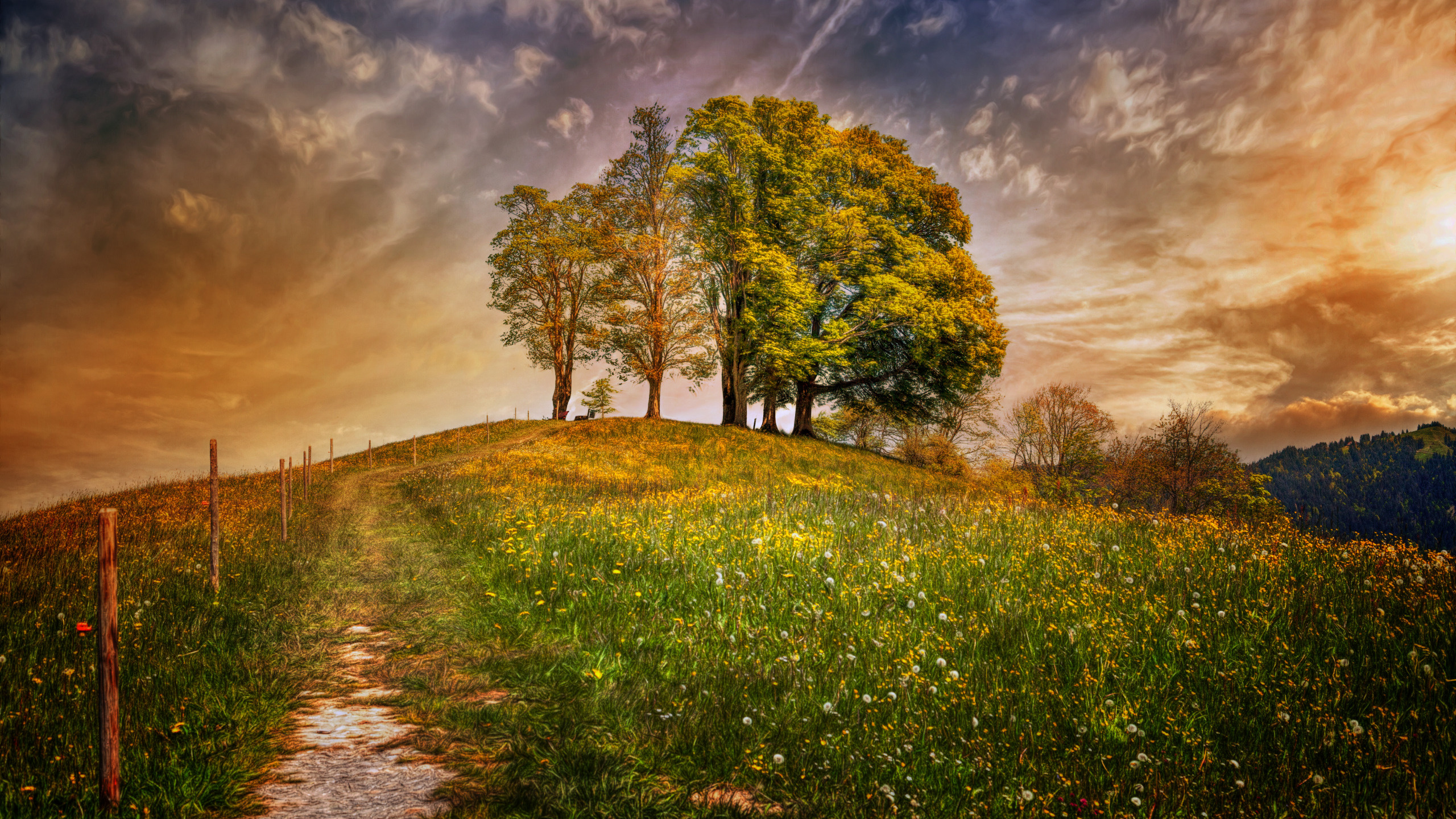 Green Grass Field With Trees and River. Wallpaper in 2560x1440 Resolution