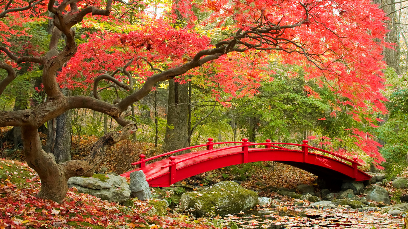 Puente Rojo Sobre el Río Rodeado de Árboles. Wallpaper in 1366x768 Resolution