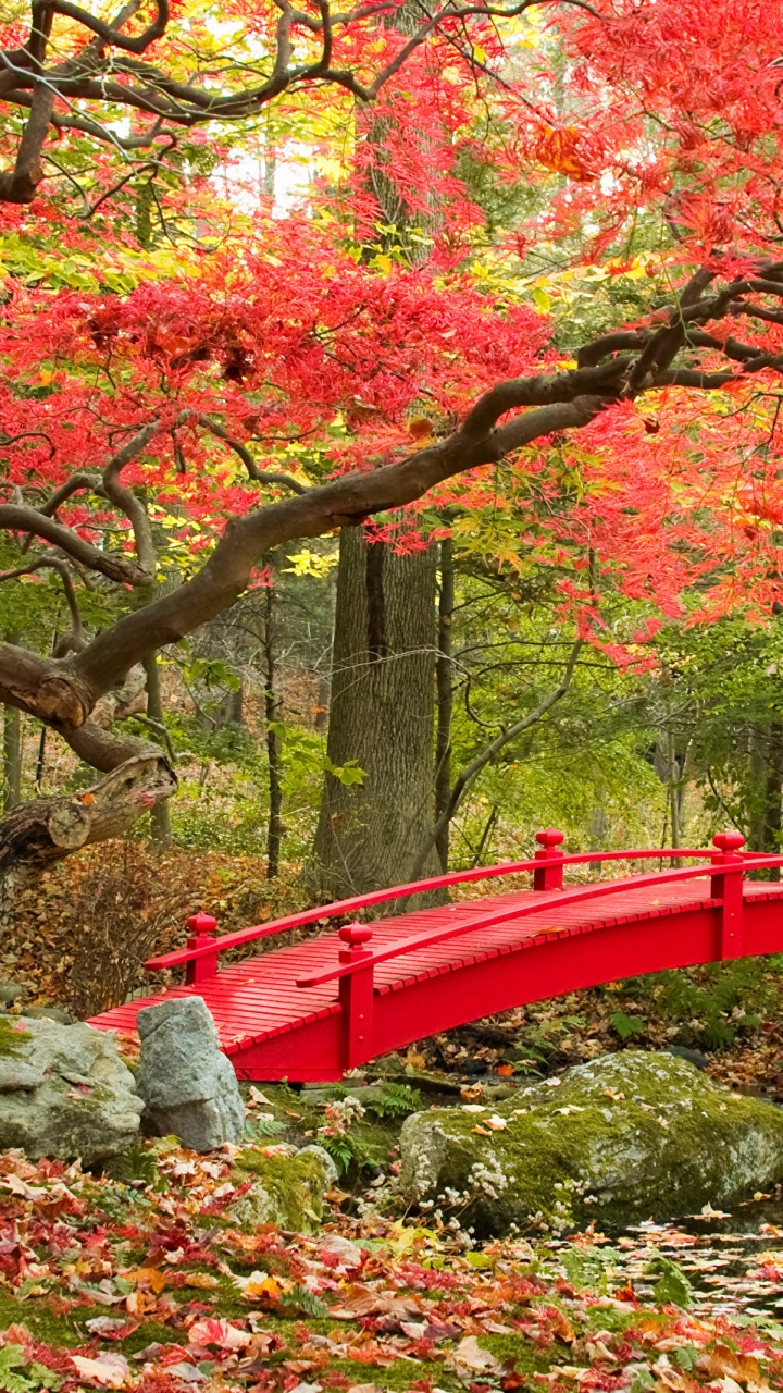 Red Bridge Over River Surrounded by Trees. Wallpaper in 720x1280 Resolution