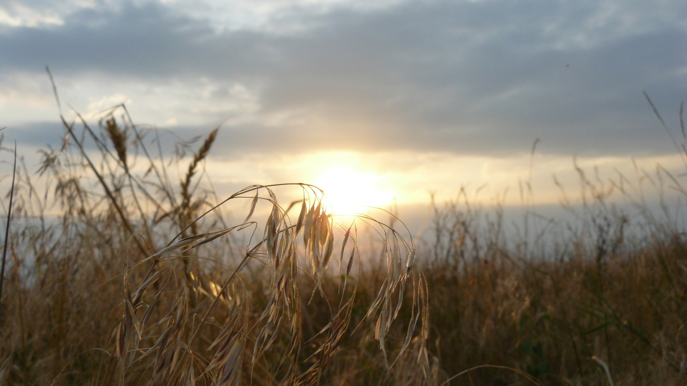 Brown Grass Under White Clouds During Daytime. Wallpaper in 1366x768 Resolution