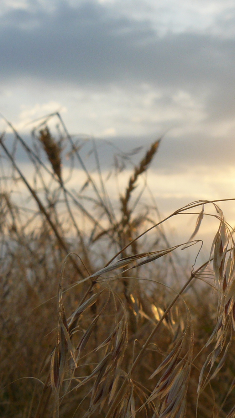 草, 地平线, 早上, 广告, Diens 壁纸 750x1334 允许