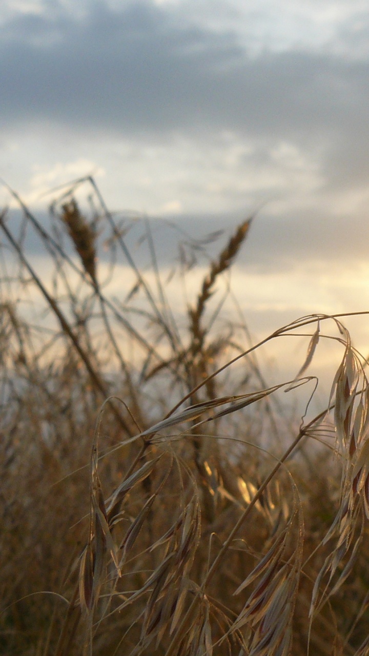 Braunes Gras Unter Weißen Wolken Tagsüber. Wallpaper in 720x1280 Resolution