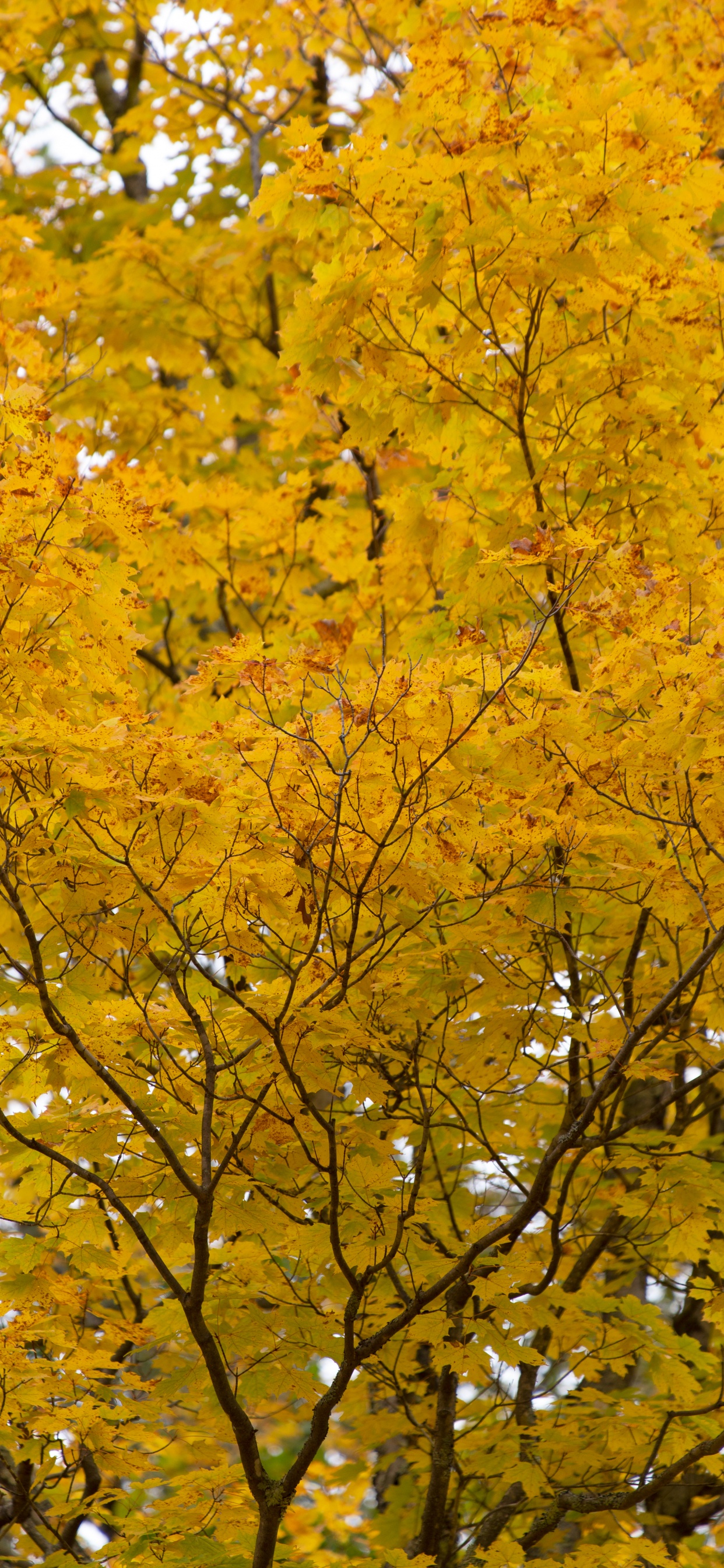 Branch, Blatt, Baum, Ahorn, Gelb. Wallpaper in 1242x2688 Resolution