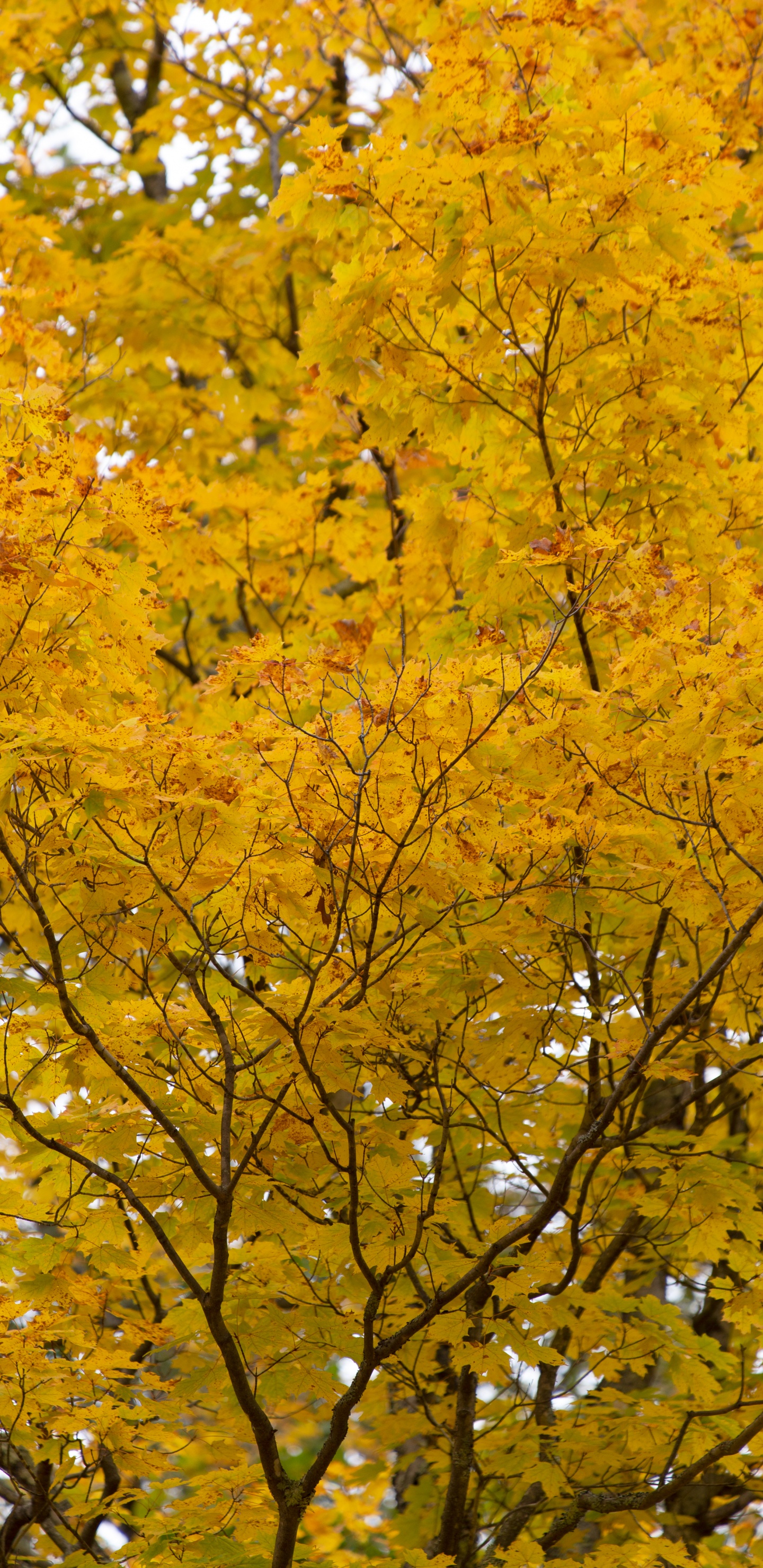 Branch, Blatt, Baum, Ahorn, Gelb. Wallpaper in 1440x2960 Resolution