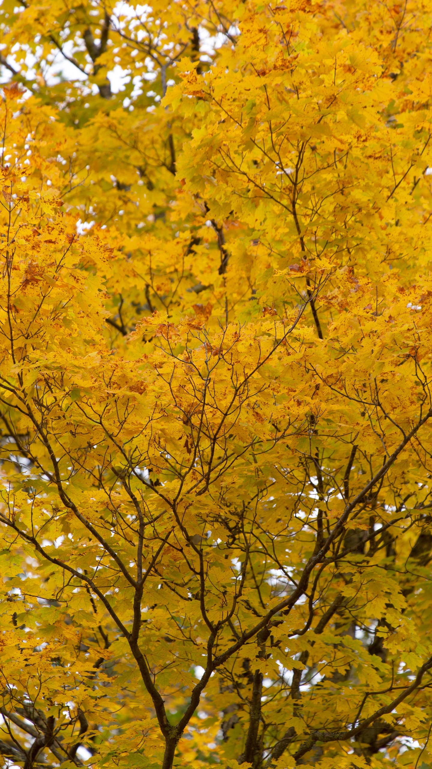 Sucursal, Arce, Amarillo, Planta Leñosa, de Hoja Caduca. Wallpaper in 1440x2560 Resolution