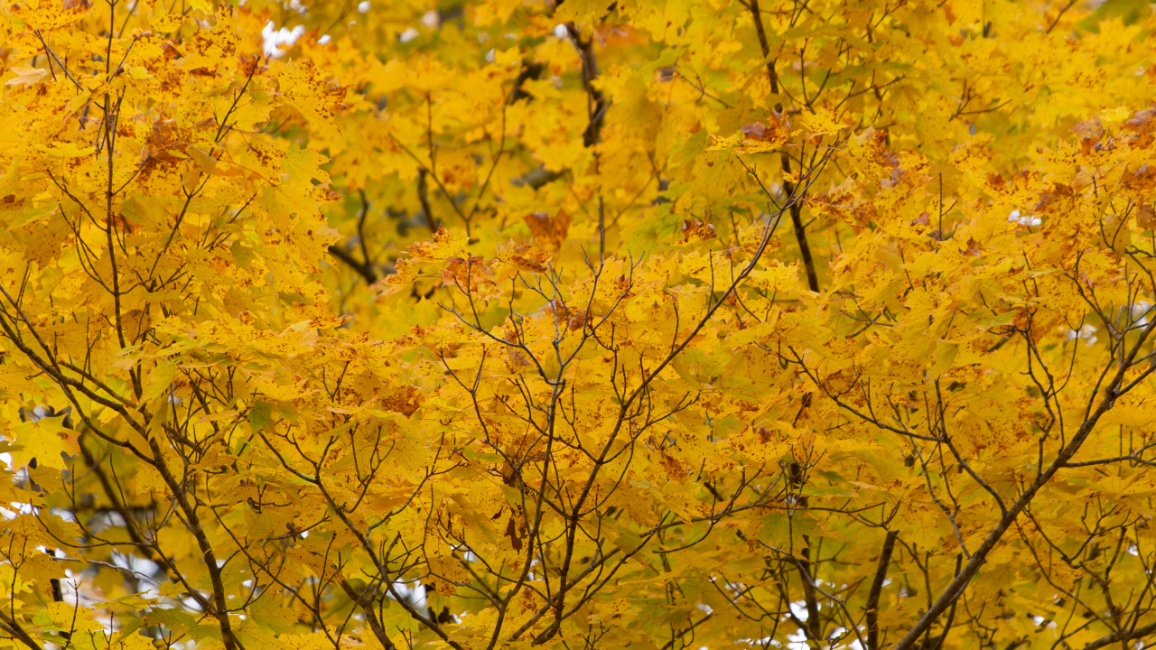 Branch, Leaf, Tree, Maple, Yellow. Wallpaper in 1280x720 Resolution
