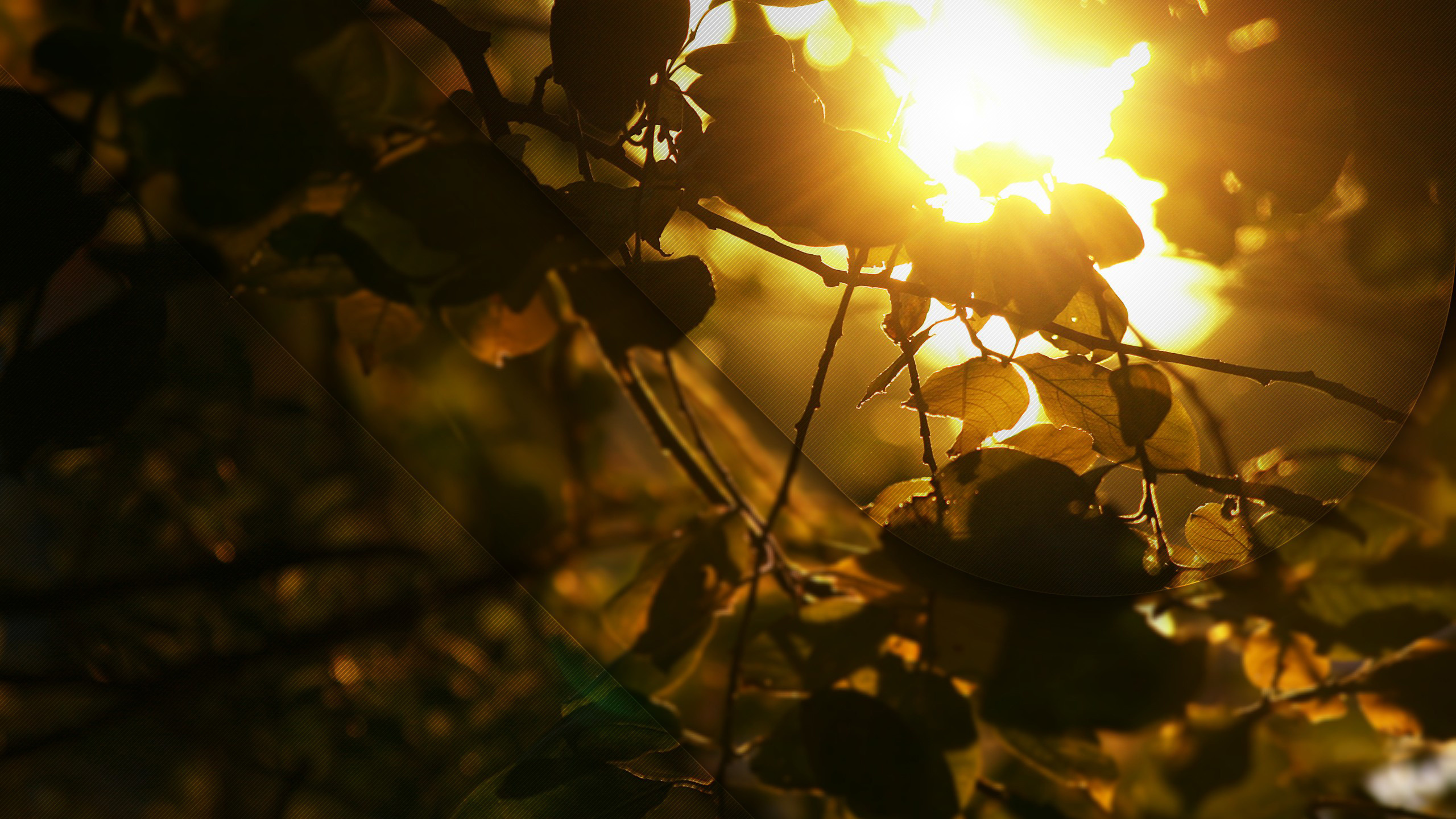 Yellow and Brown Light Bokeh. Wallpaper in 2560x1440 Resolution